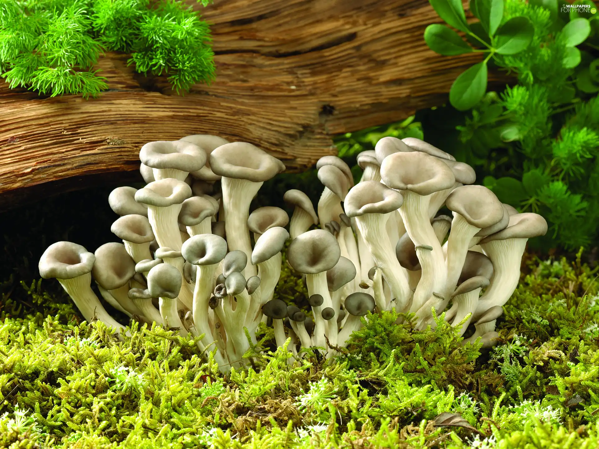Family, mushrooms