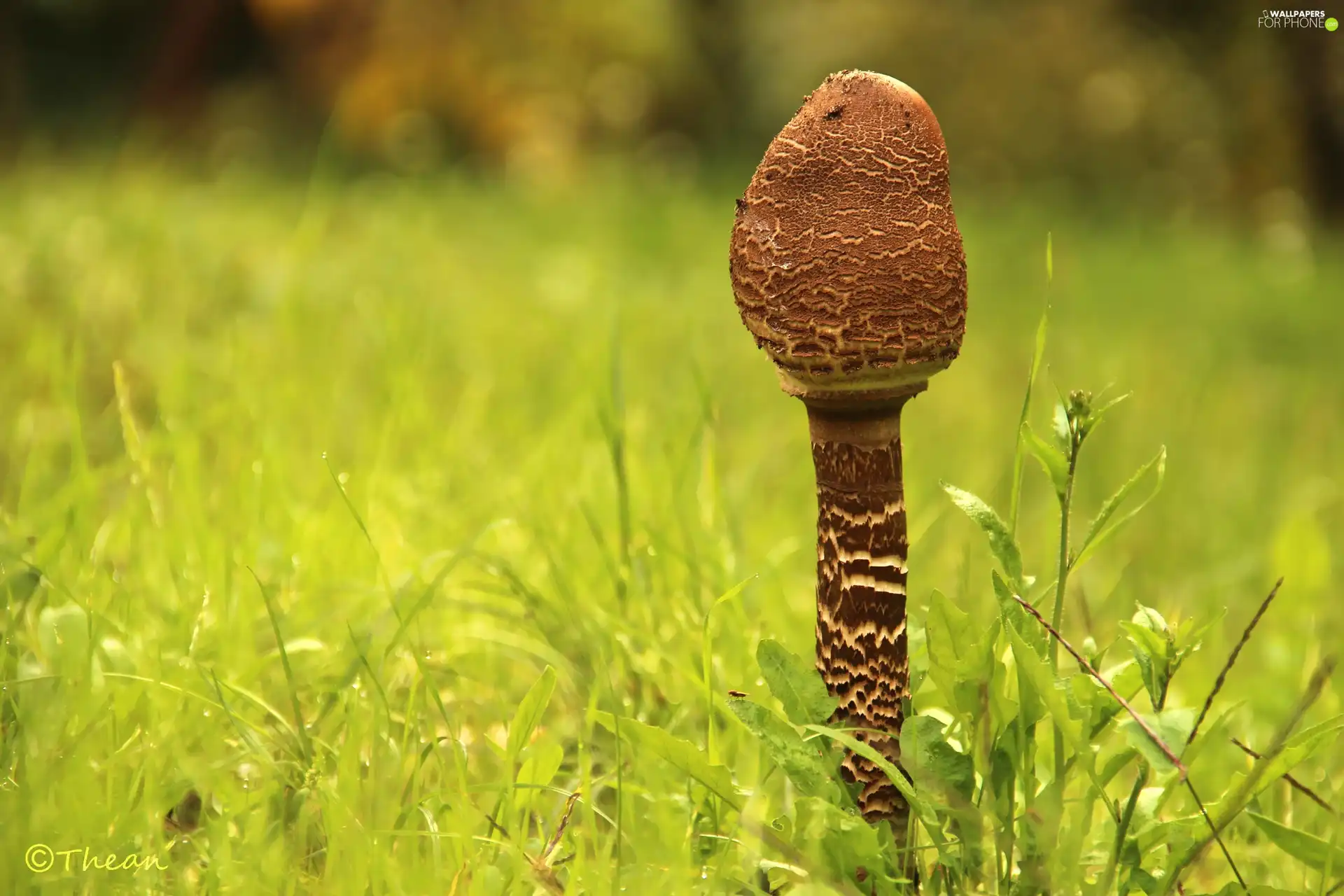 Mushrooms, grass, young, owl, kite