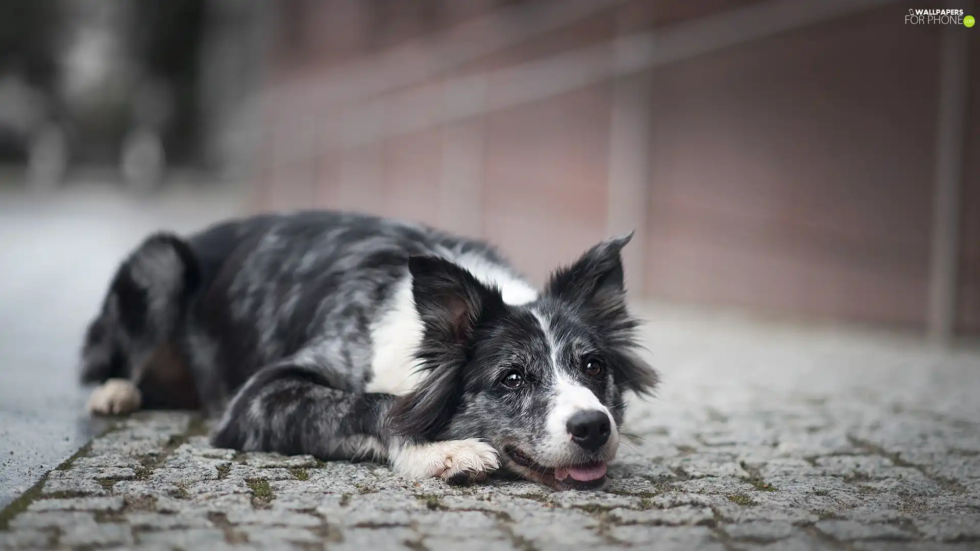 dog, muzzle, causeway, Border Collie