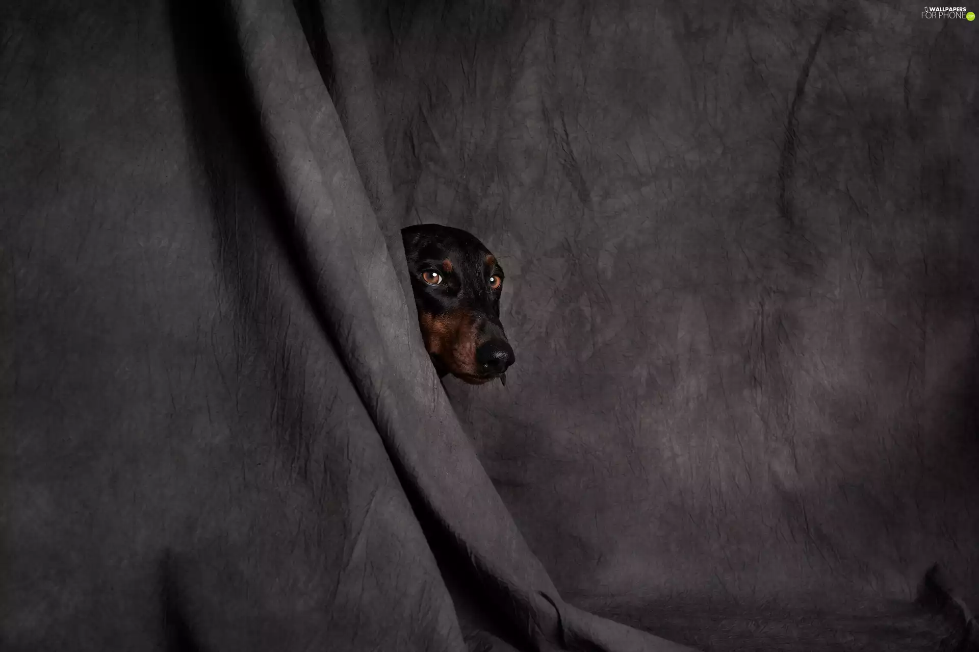 dog, muzzle, curtain, Dachshund Shorthair