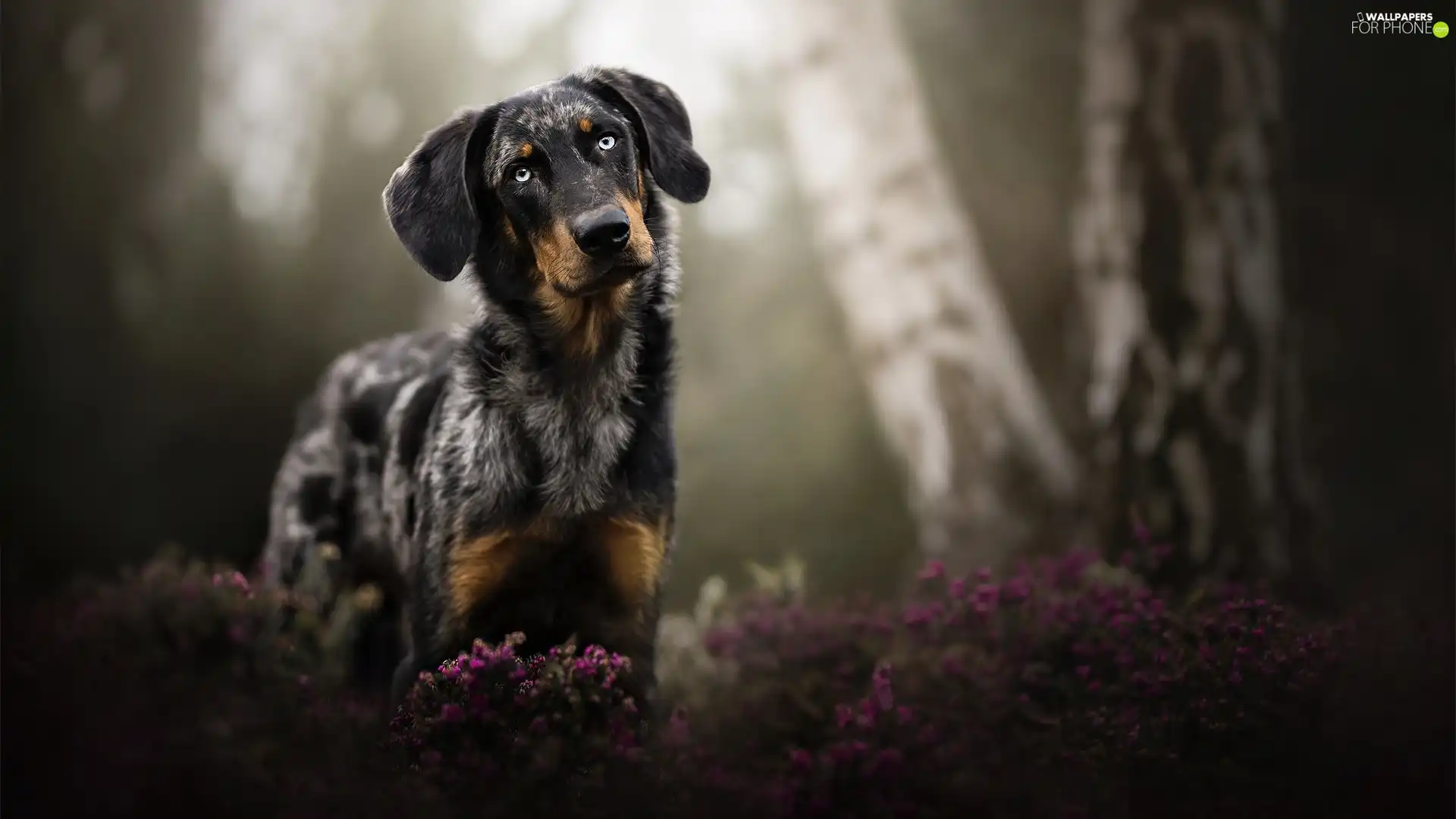 dog, heathers, birch, muzzle