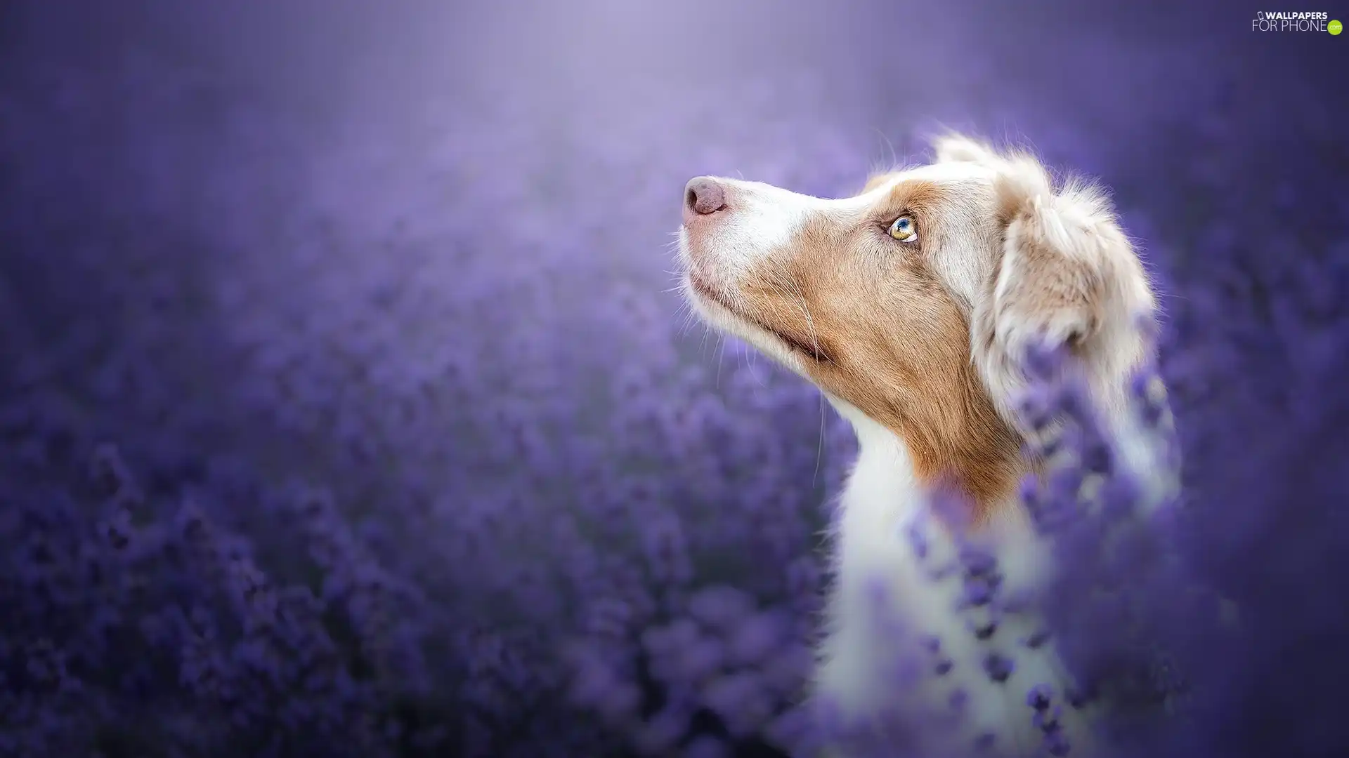 dog, Meadow, Flowers, muzzle