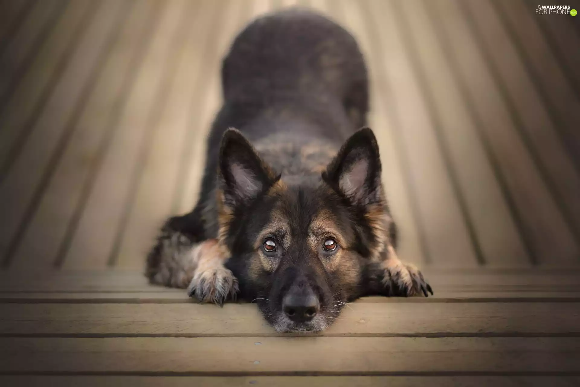 dog, muzzle, Eyes, German Shepherd