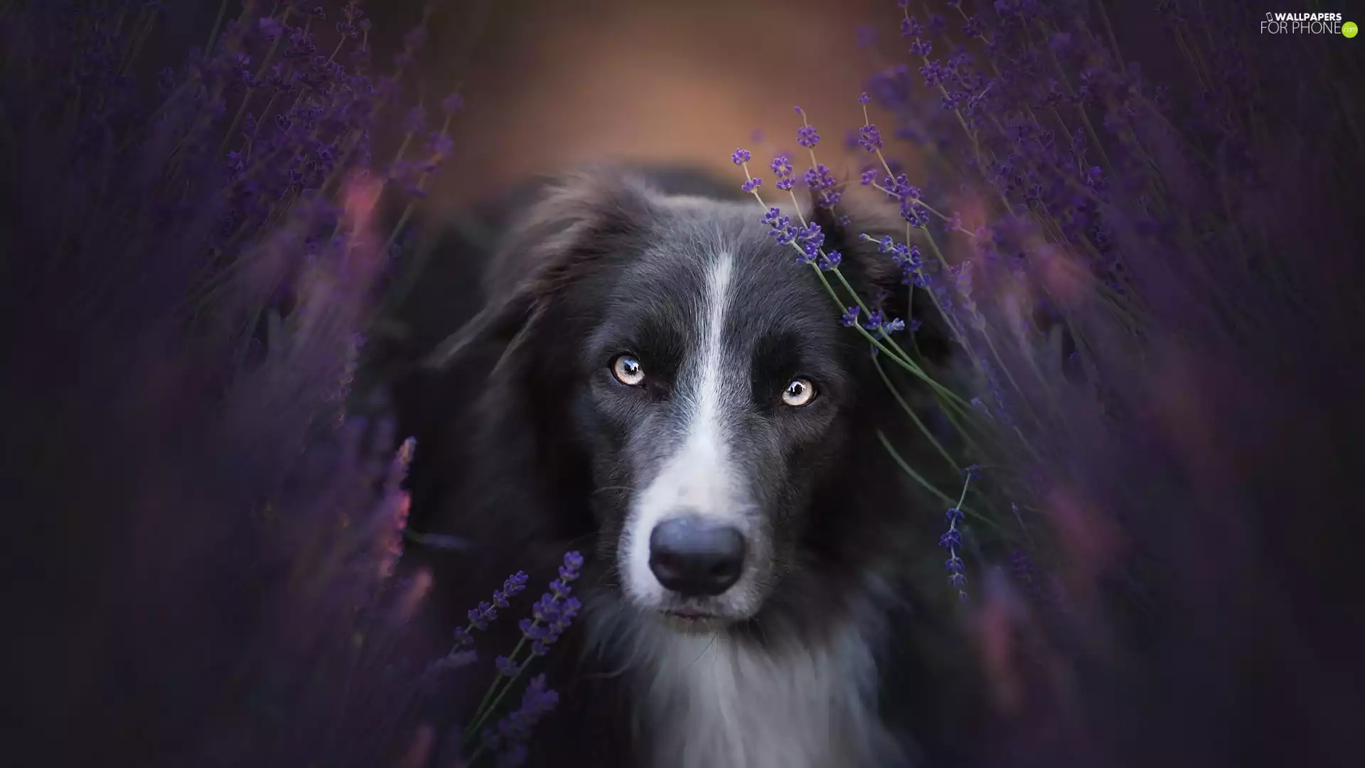 dog, muzzle, lavender, Border Collie