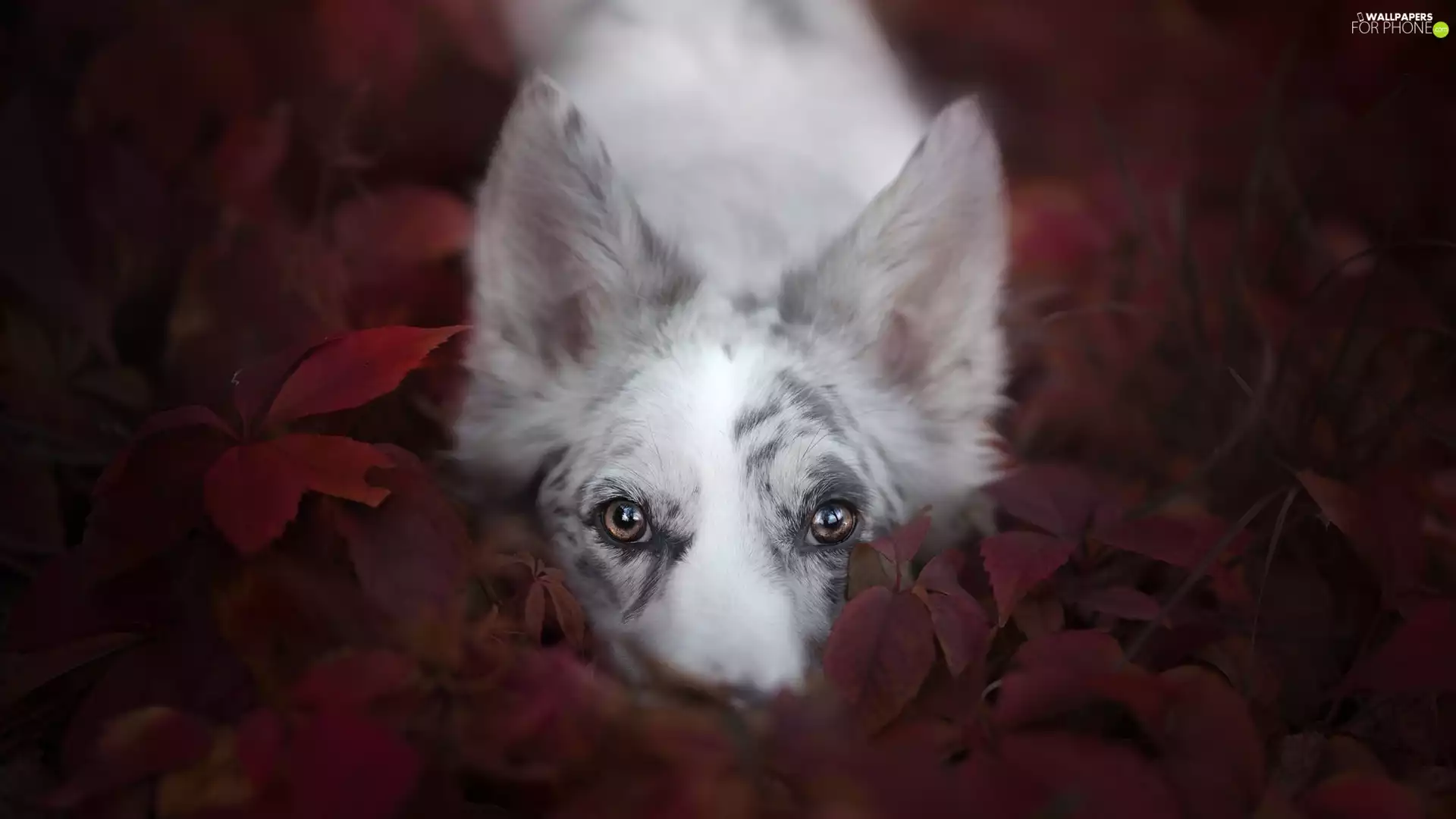 dog, muzzle, Leaf, Border Collie