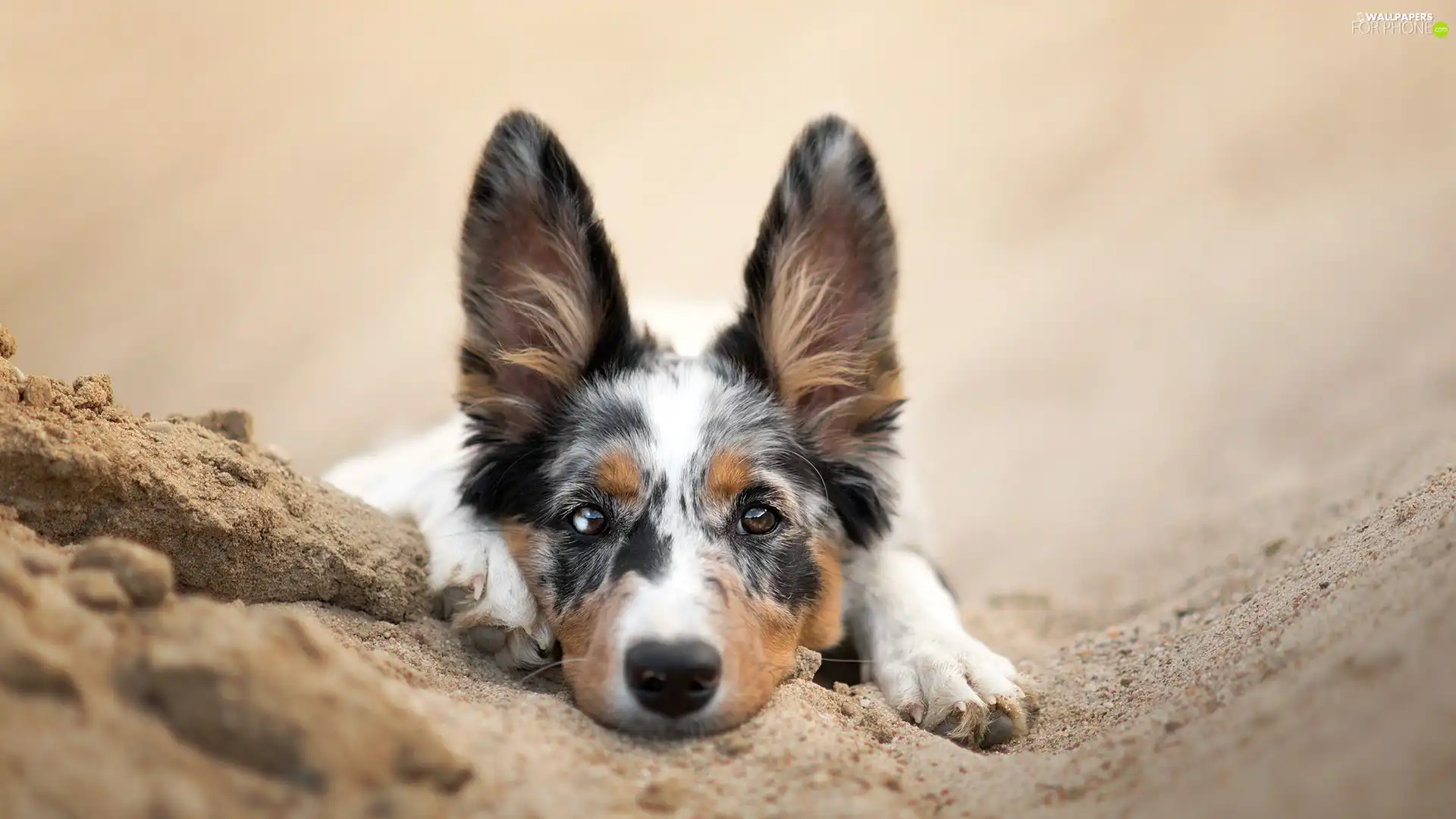 dog, muzzle, Sand, Border Collie