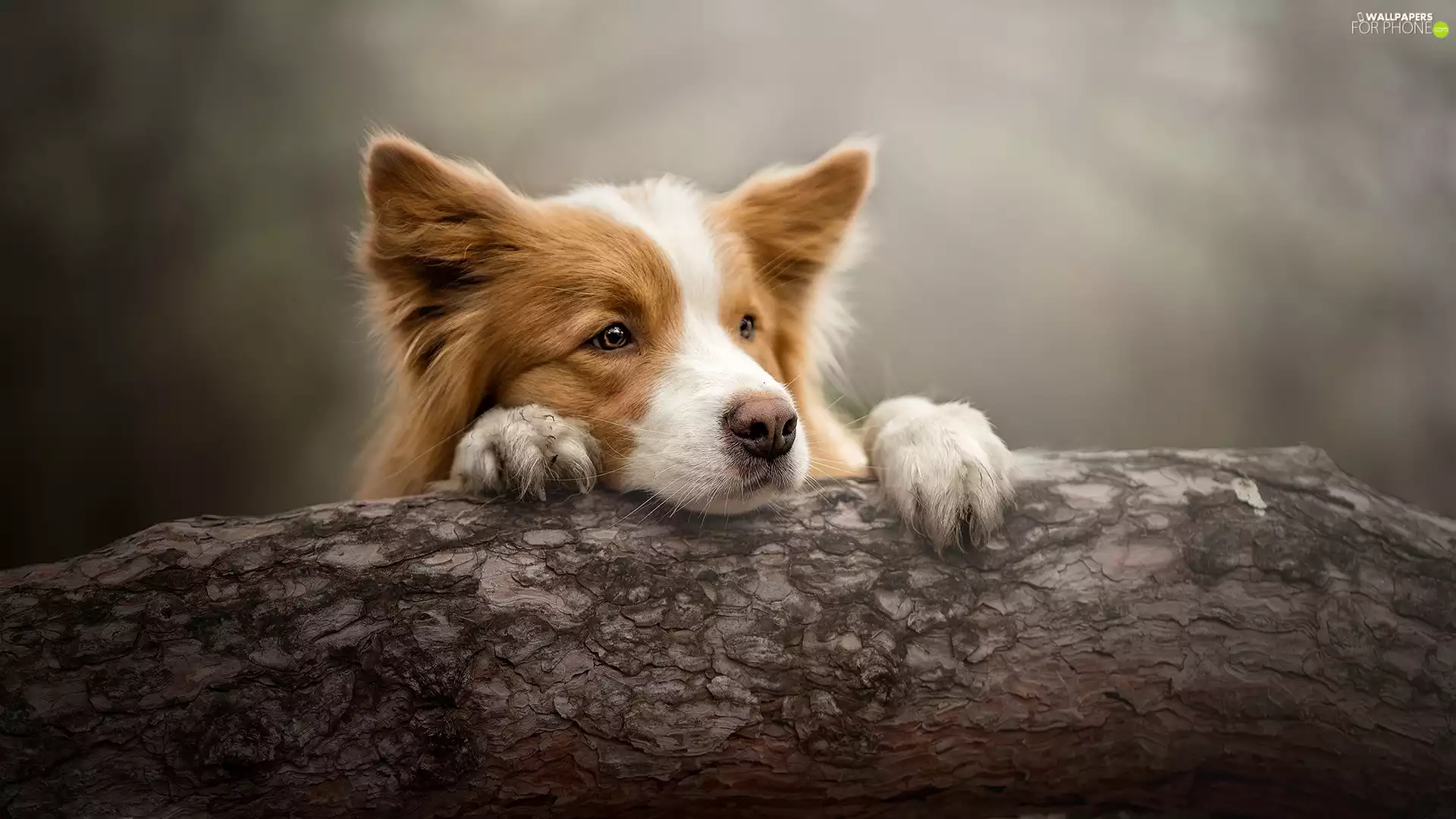 dog, muzzle, trunk, Border Collie