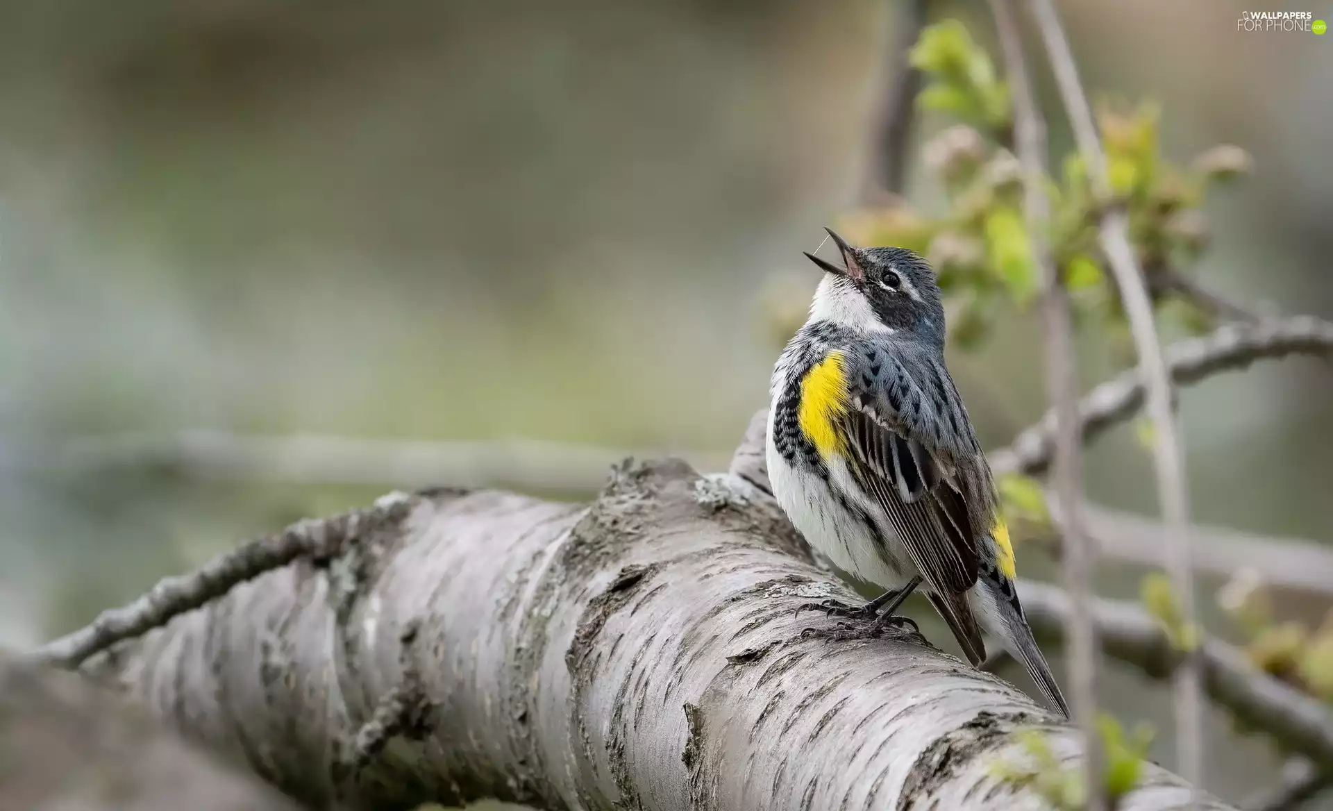 Bird, Myrtle warbler, branch, Warbler