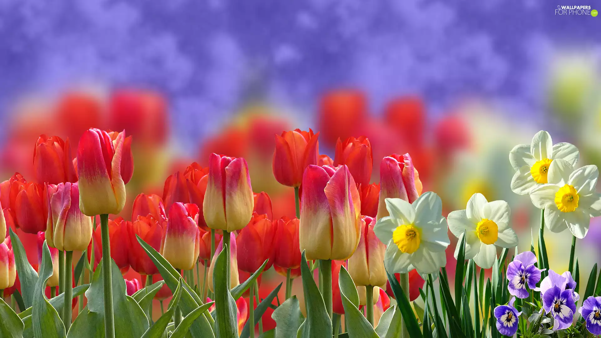 Tulips, pansies, blur, narcissus