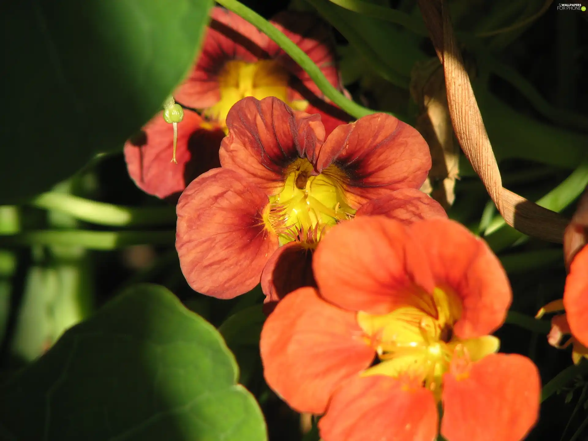 nasturtium