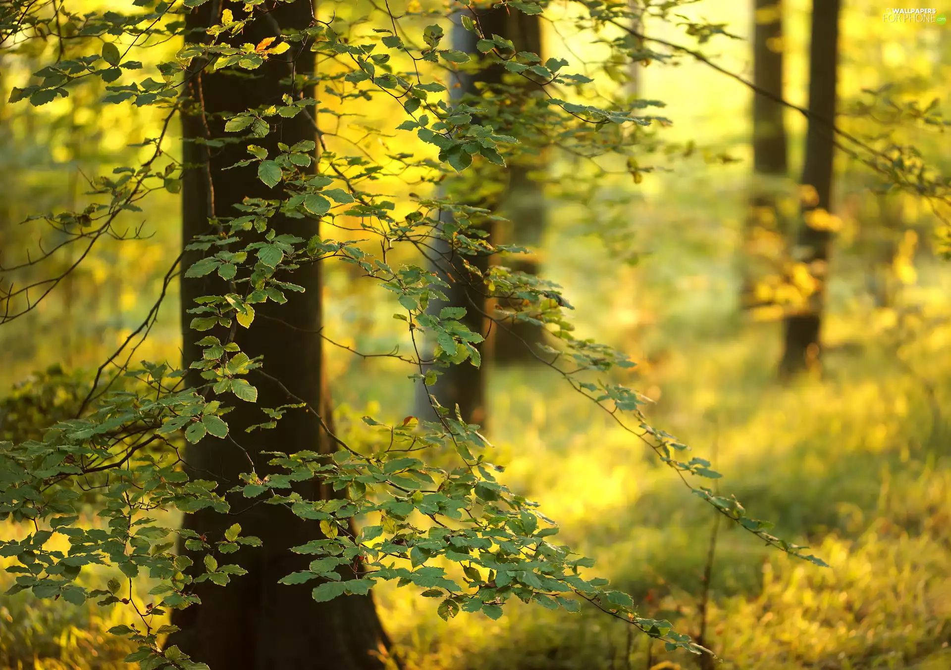 viewes, beech, Friston National Forest, trees, England