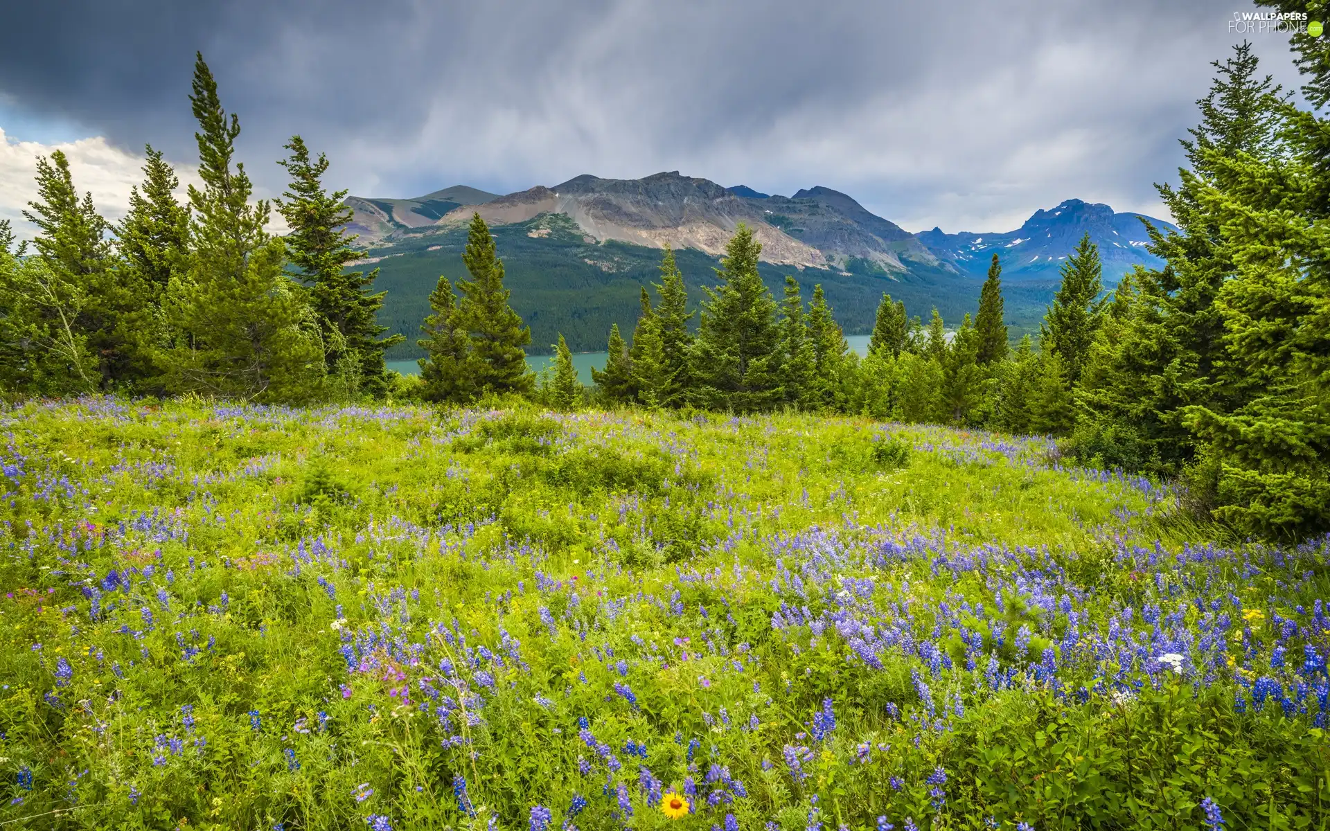 Flowers, Mountains, trees, Montana, viewes, Glacier National Park, Two Medicine Lake, The United States, lupine, Meadow