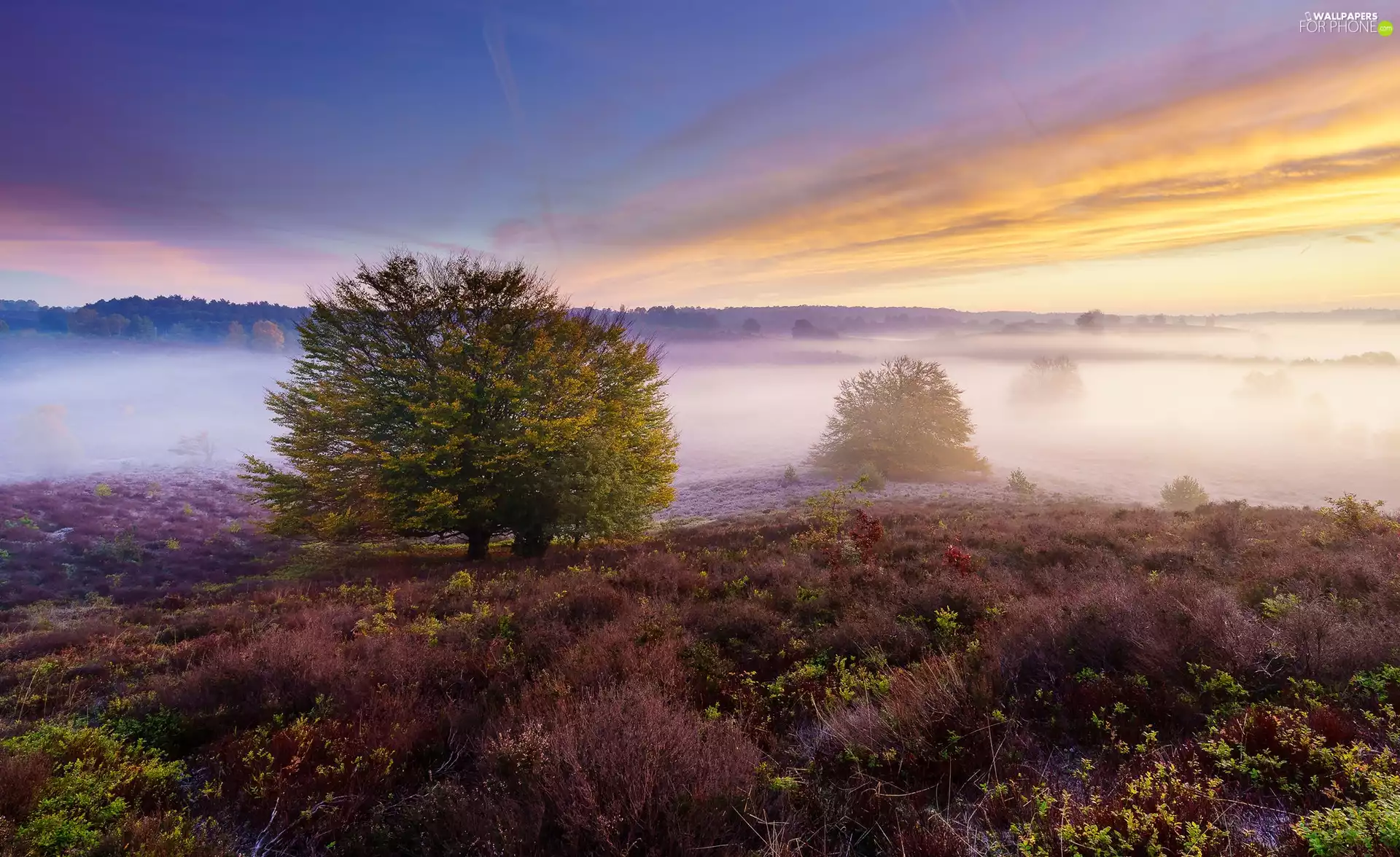 heathers, trees, Netherlands, viewes, Province of Gelderland, heath, Veluwezoom National Park, Fog
