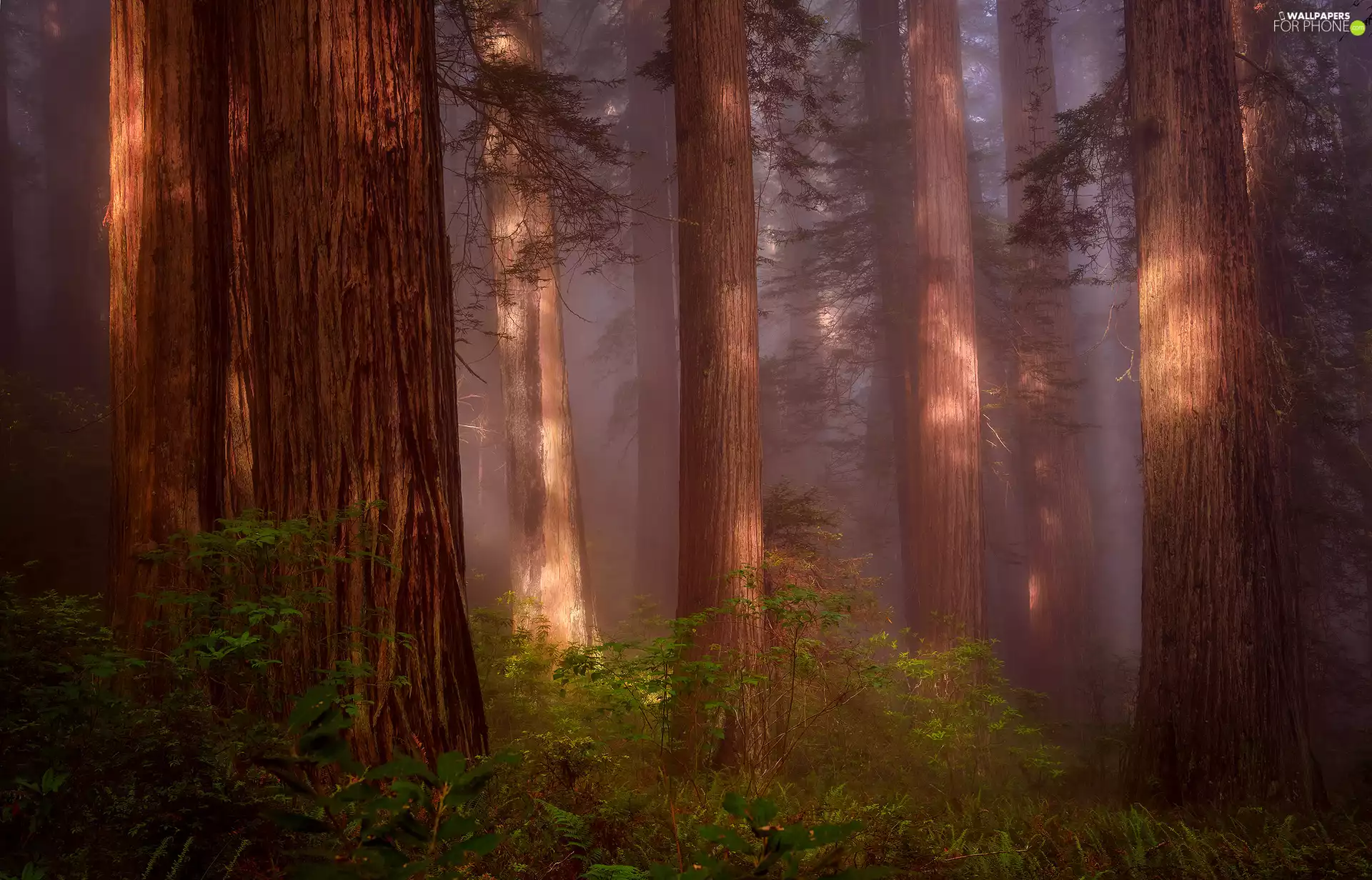 State of California, The United States, Redwood National Park, forest, fern, redwoods, viewes, Fog, trees