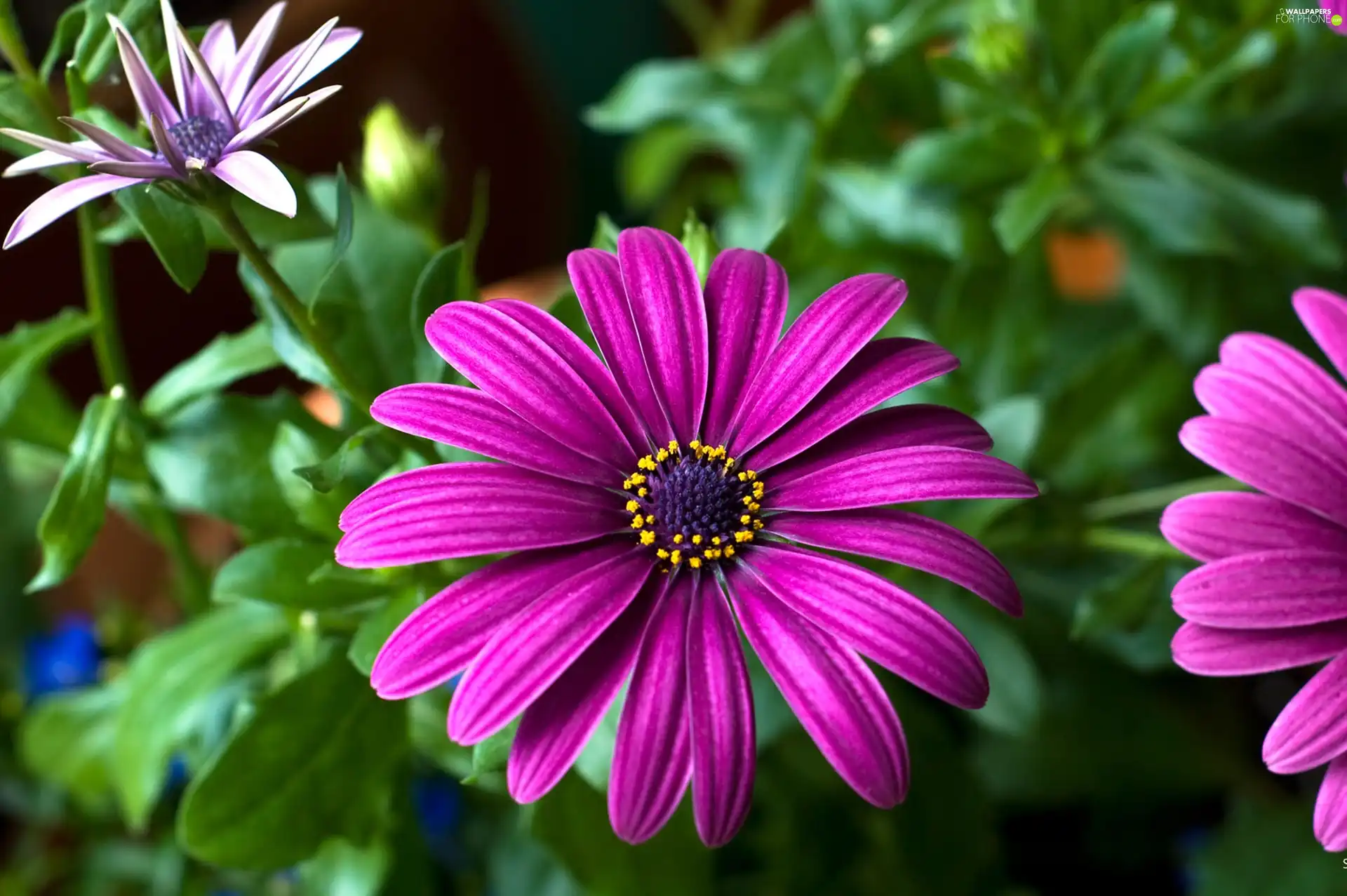 nature, Pink, Flowers