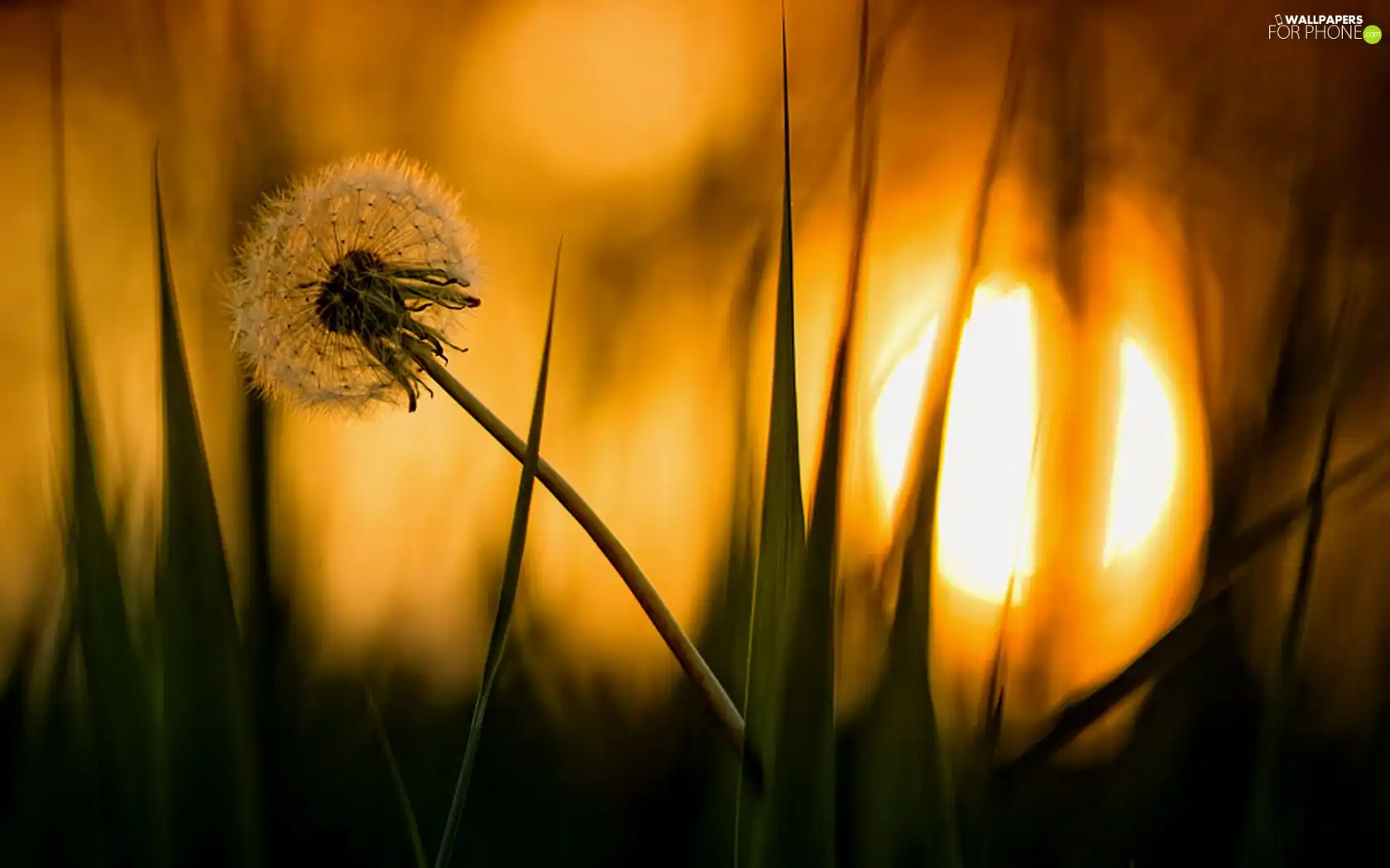 nature, dandelion, sun