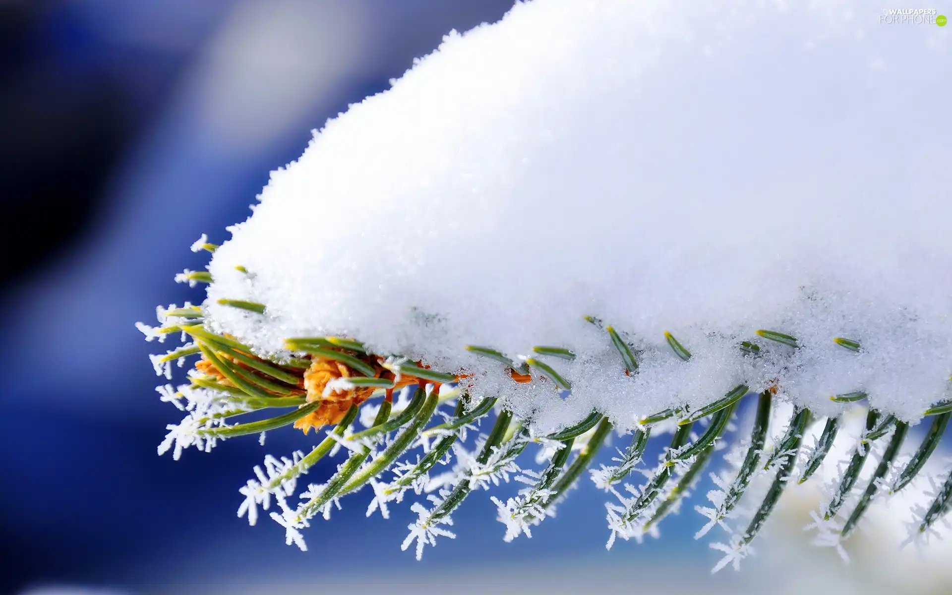 A snow-covered, pine, needle, twig