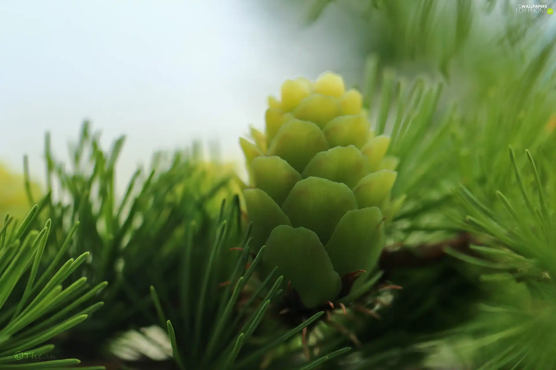 needle, cone, larch