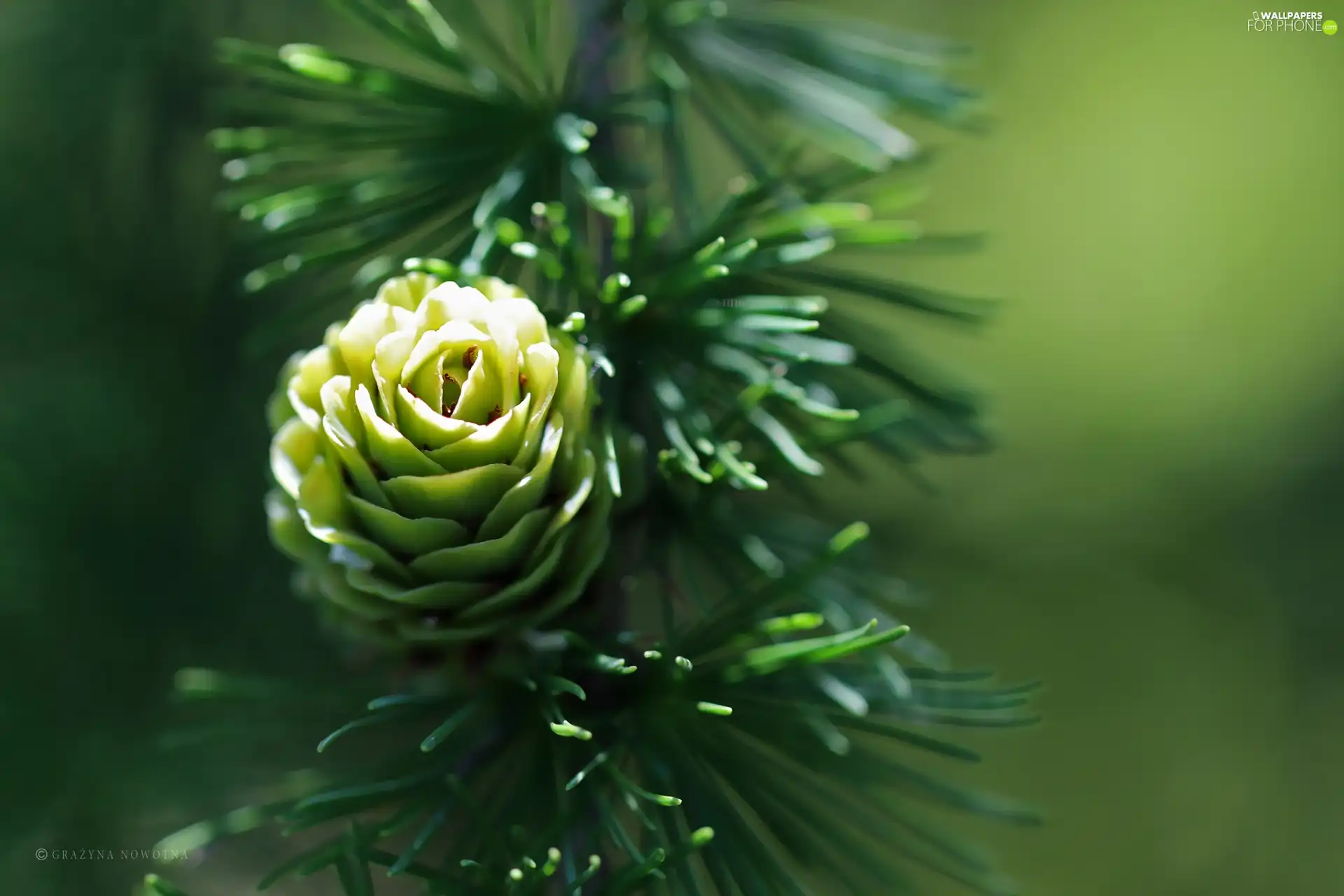 needle, cone, larch