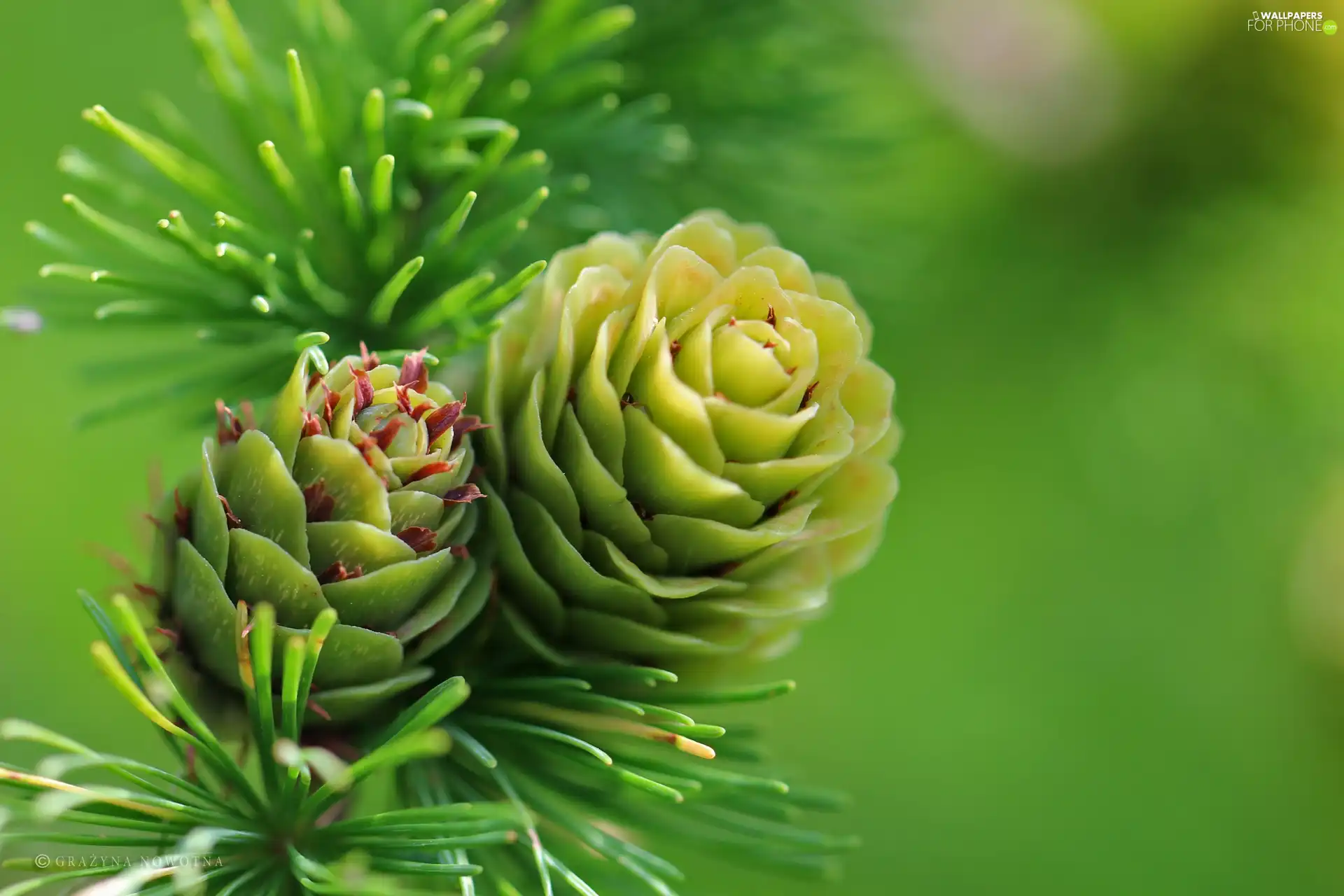 needle, cones, larch