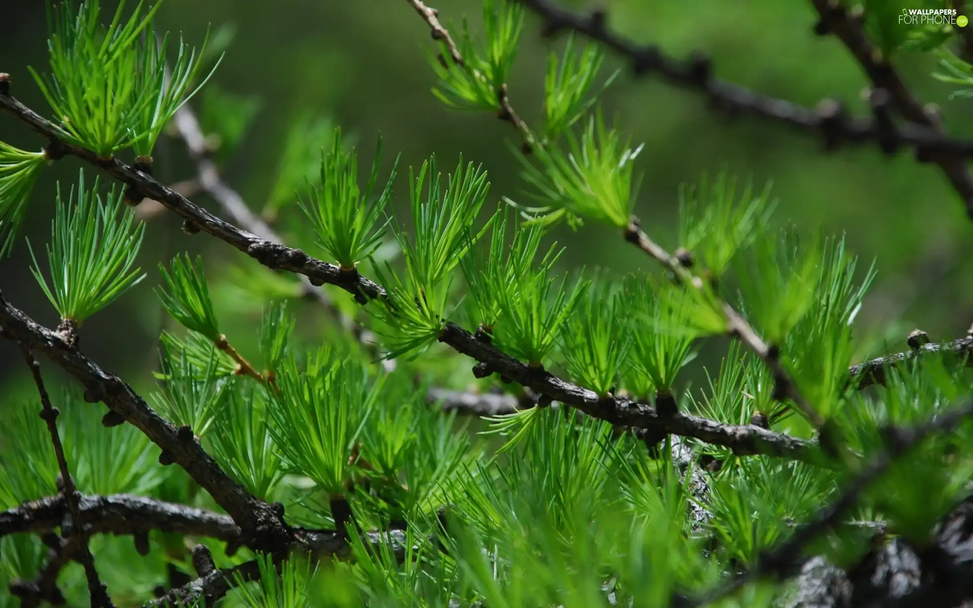 needles, Twigs, larch