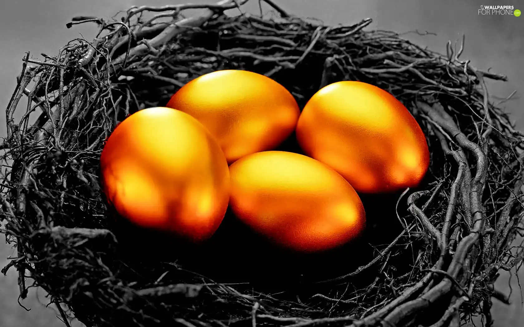 nest, Golden, eggs