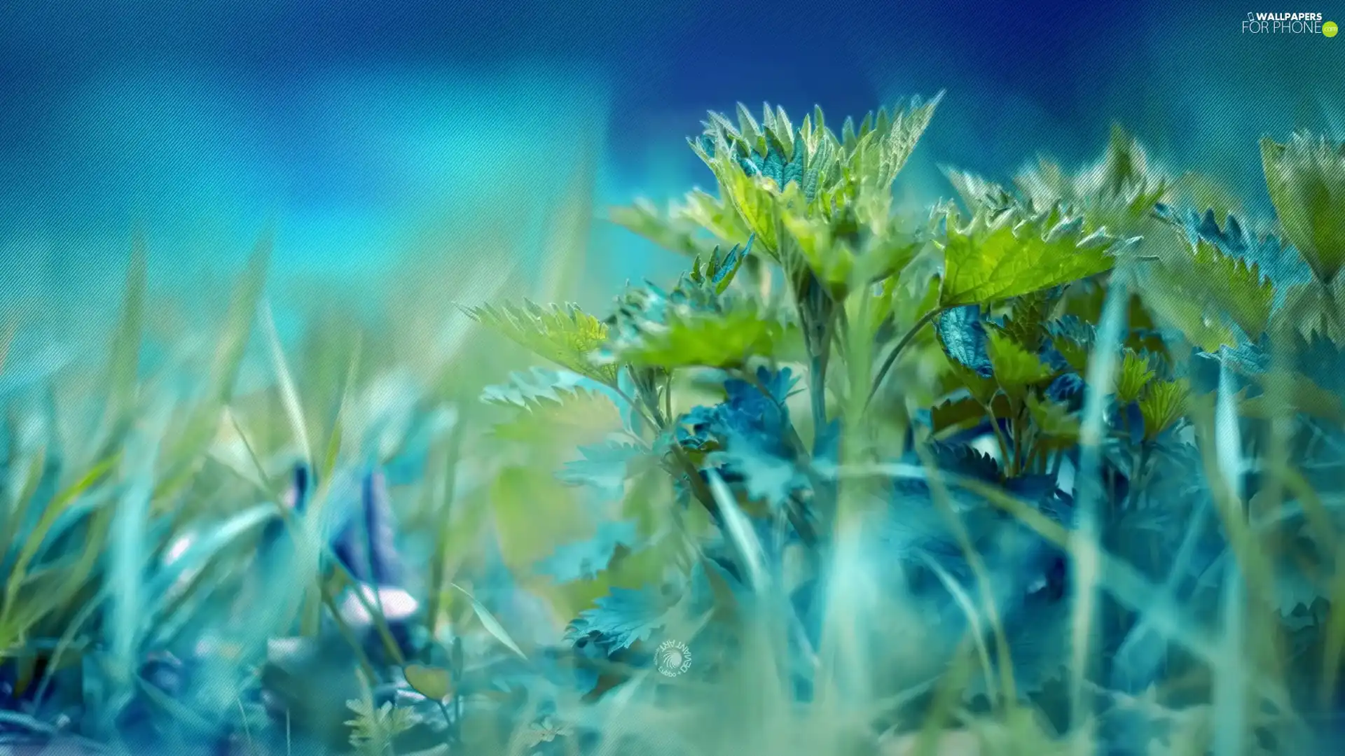 nettle, grass, leaves