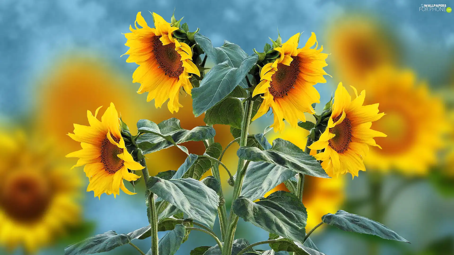 Nice sunflowers, 2D