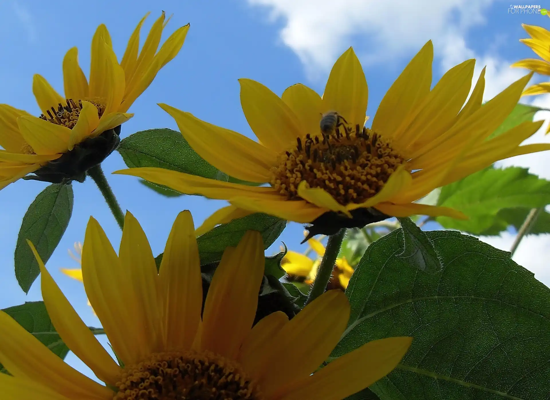 Nice sunflowers, Insect