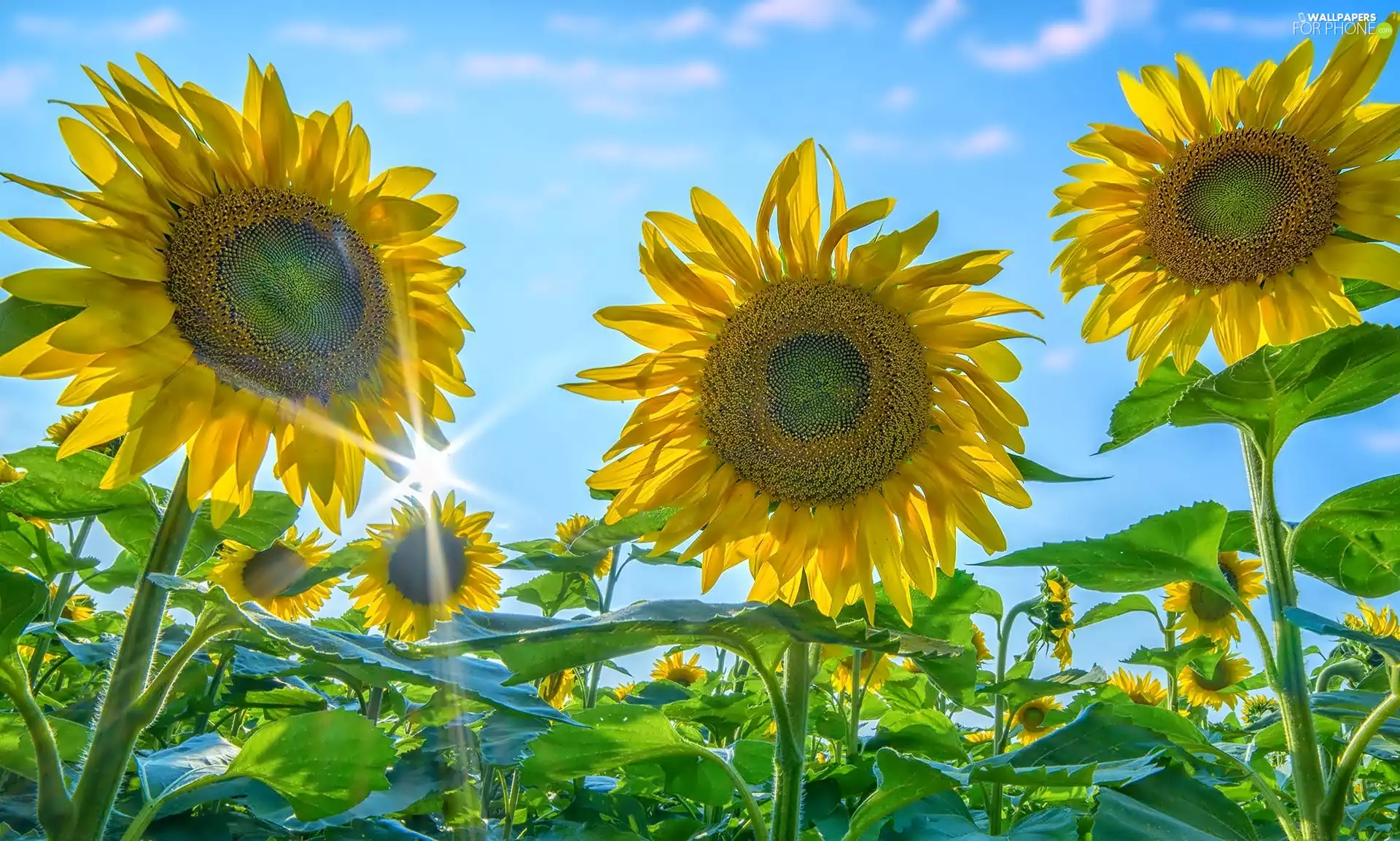 Nice sunflowers, Sky