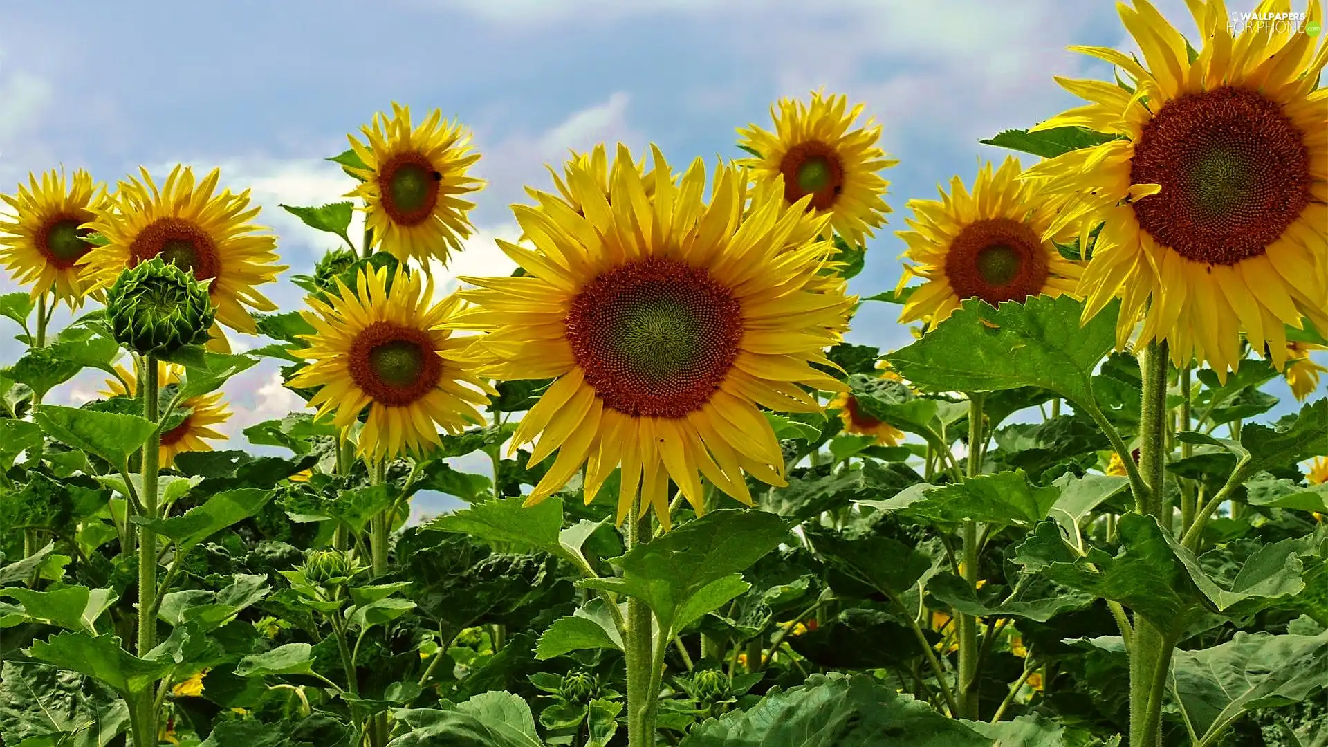Nice sunflowers, Sky