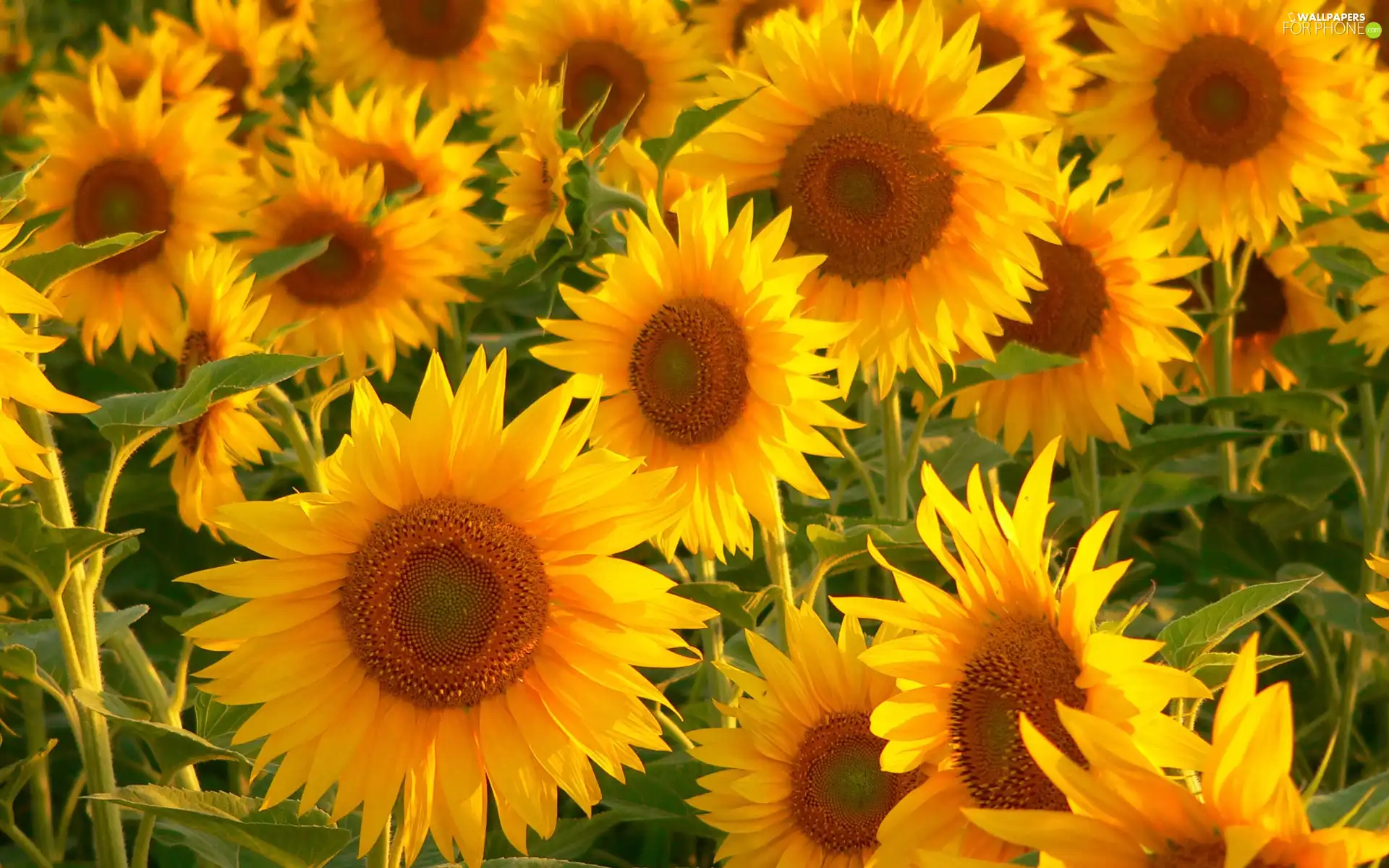 Nice sunflowers