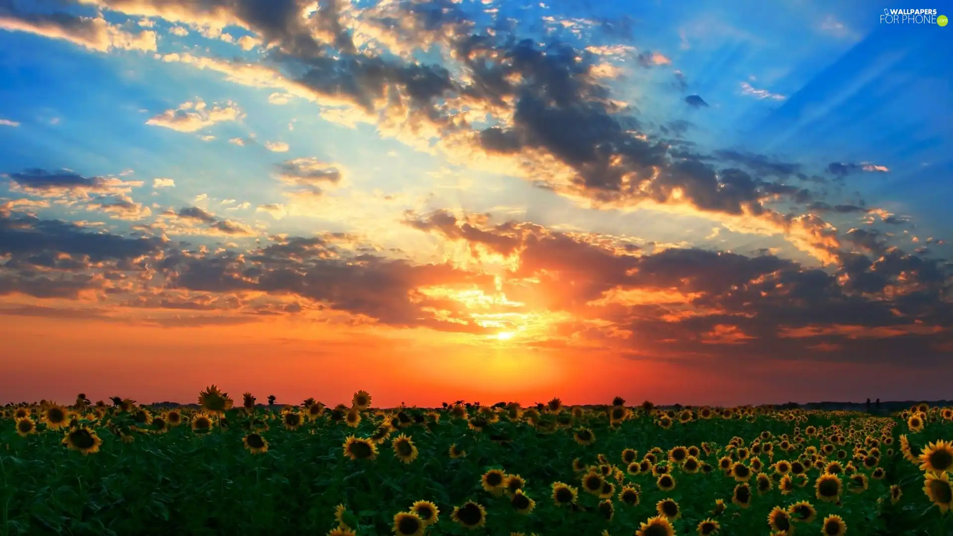 west, Sky, Nice sunflowers, sun