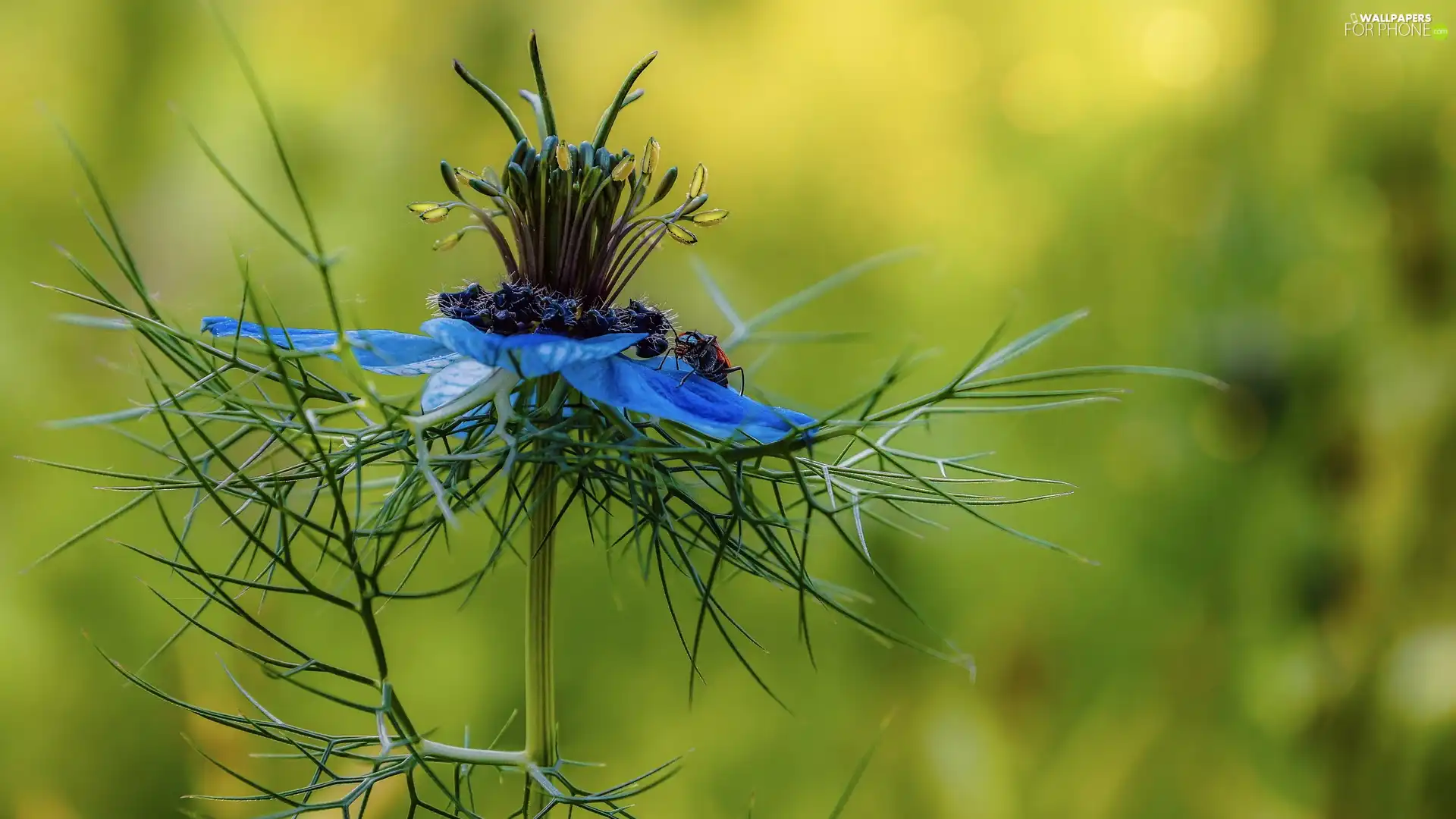 blue, Nigella, insects, Colourfull Flowers
