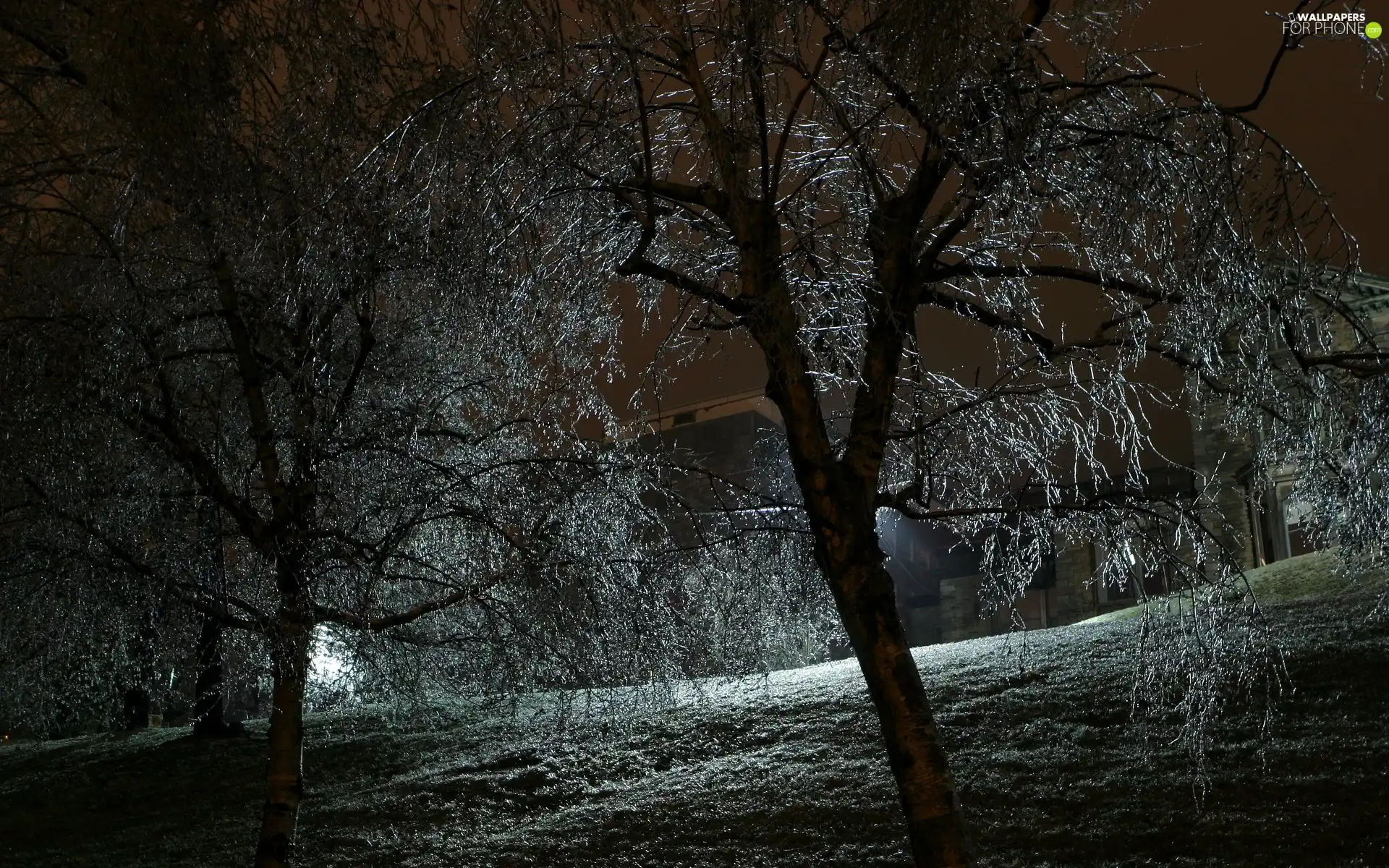 Night, trees, viewes