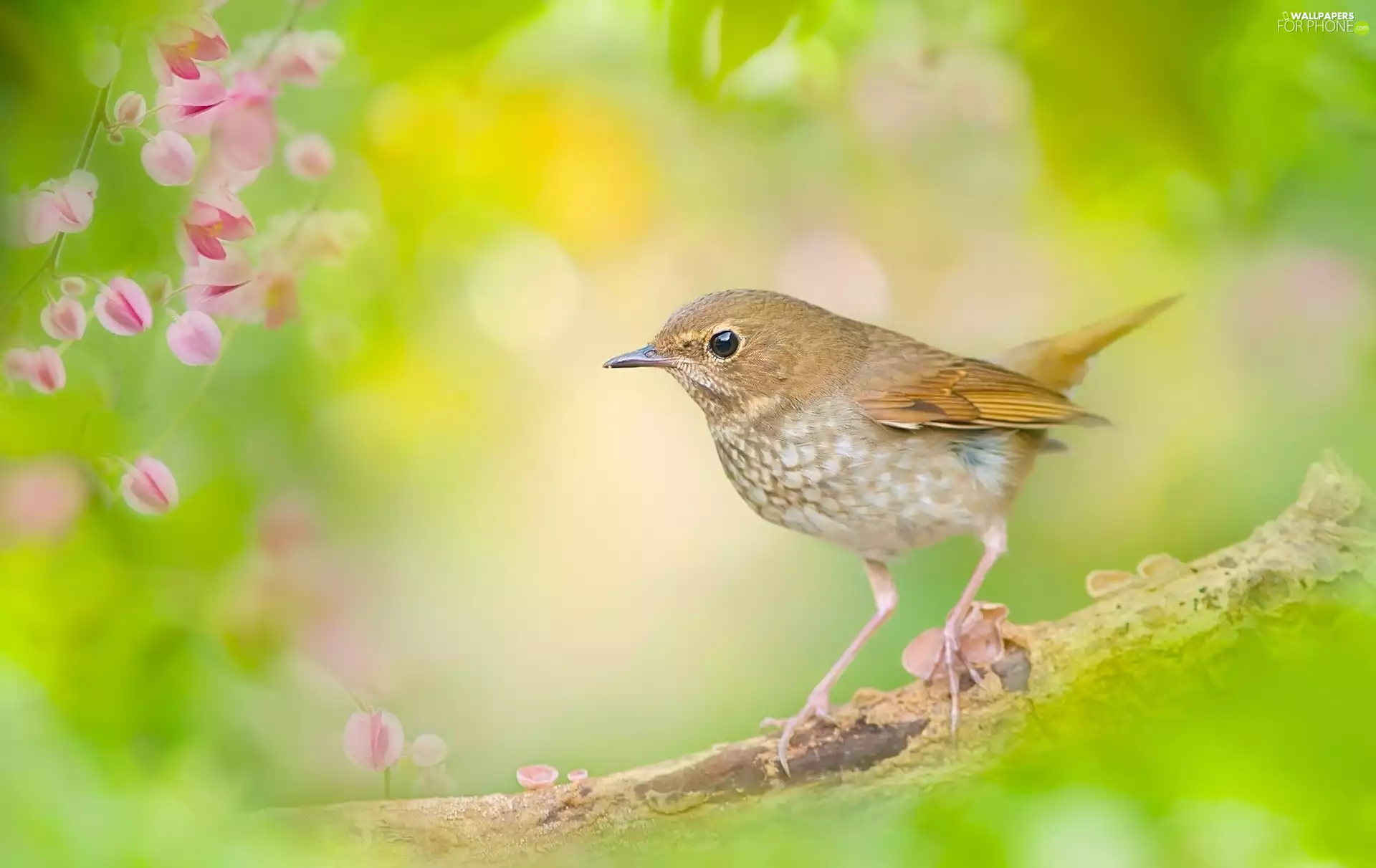Common Nightingale, twig, Flowers, Bird