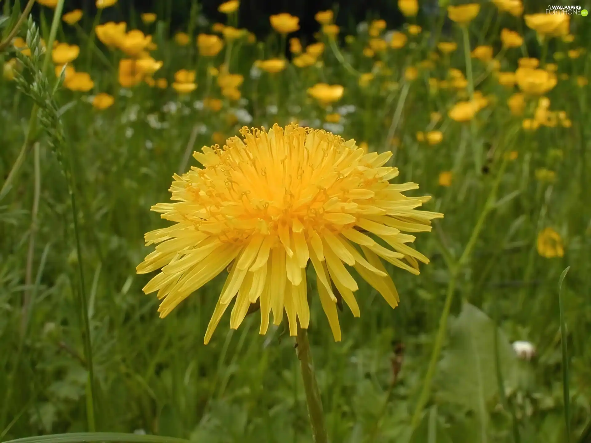 common, Colourfull Flowers, nun