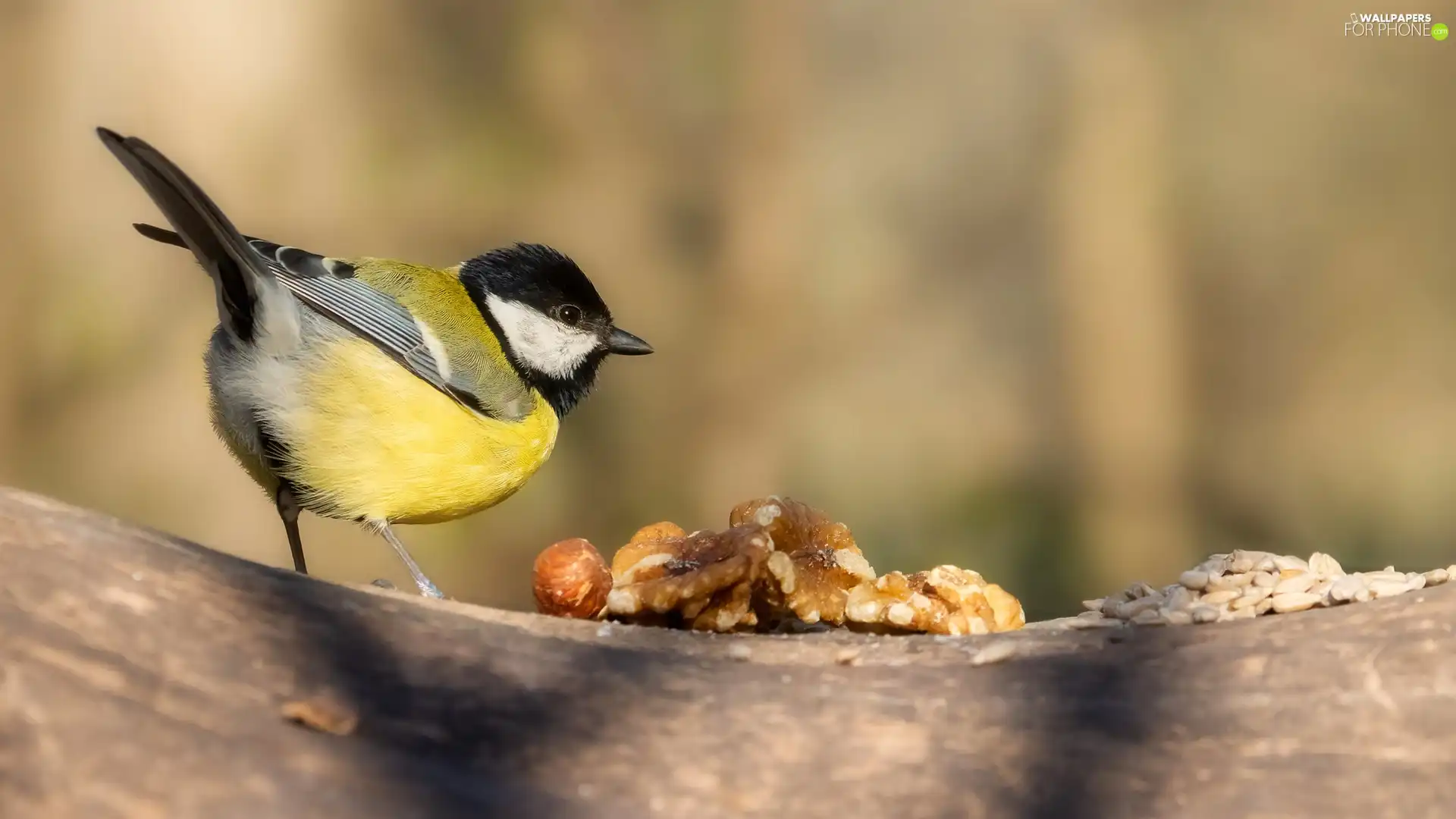 tit, nuts, trees, Great Tit