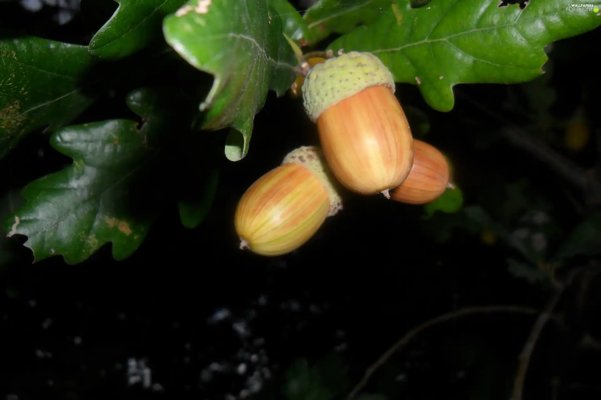 oak, Magnificent, Acorns