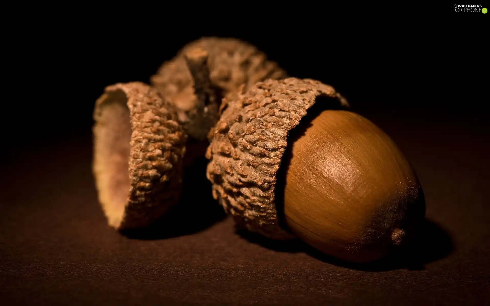 oak, Acorns, Fruits