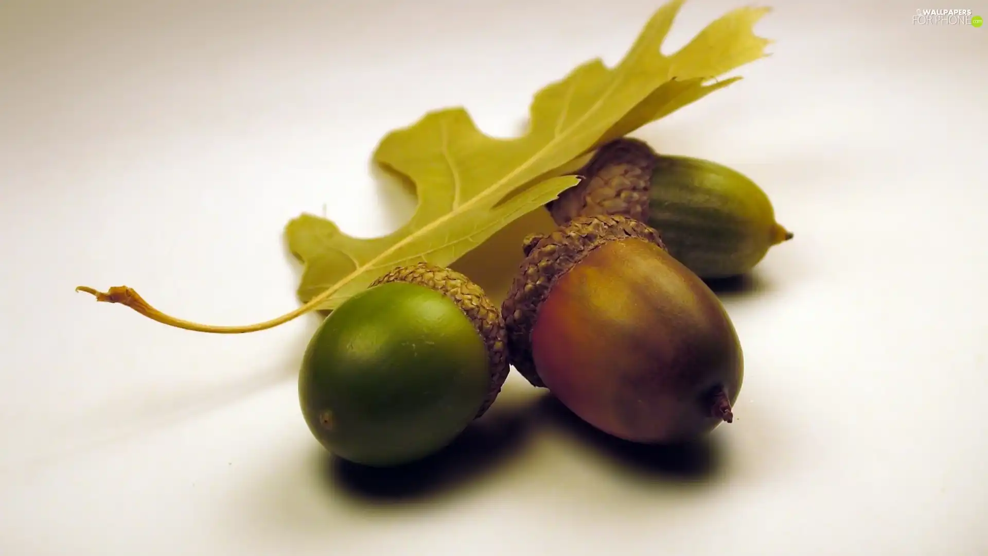 oak, Acorns, Leaf