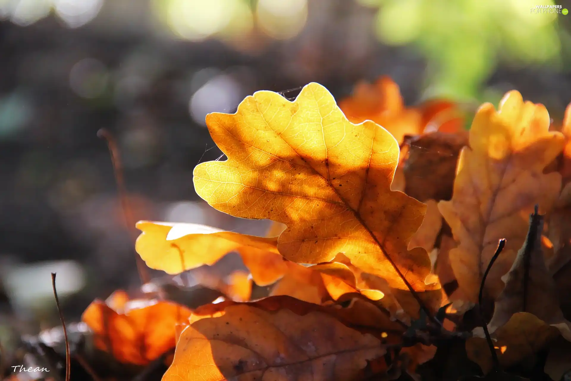 oak, dry, Leaf