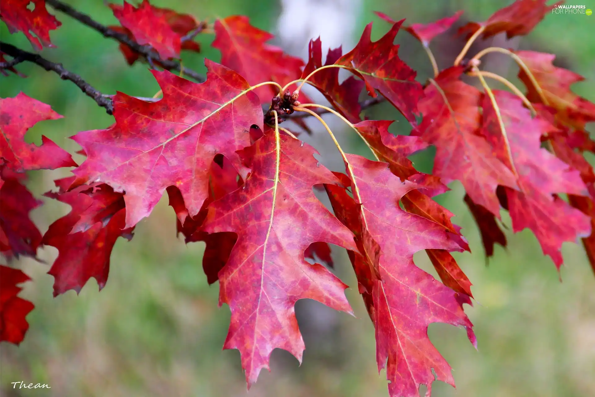 oak, Red, Leaf