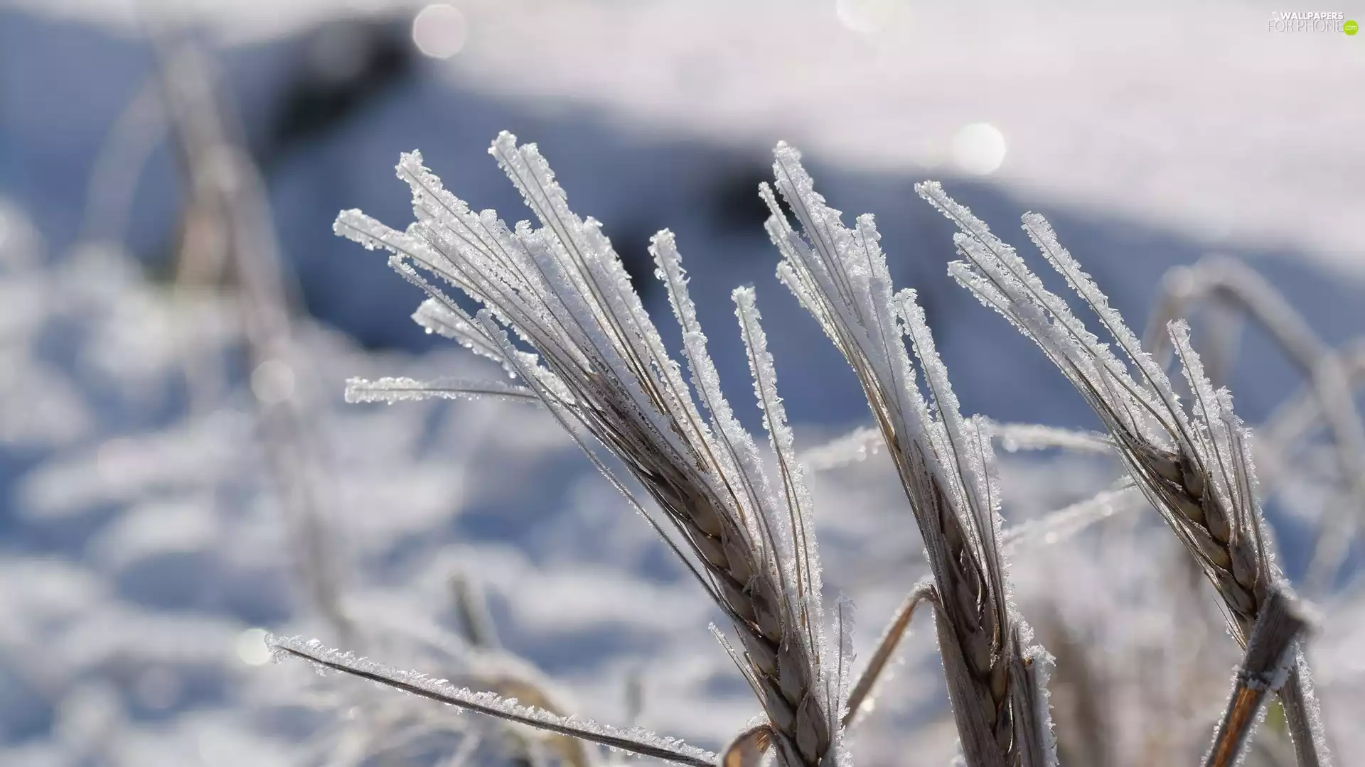corn, oat, White frost, Ears