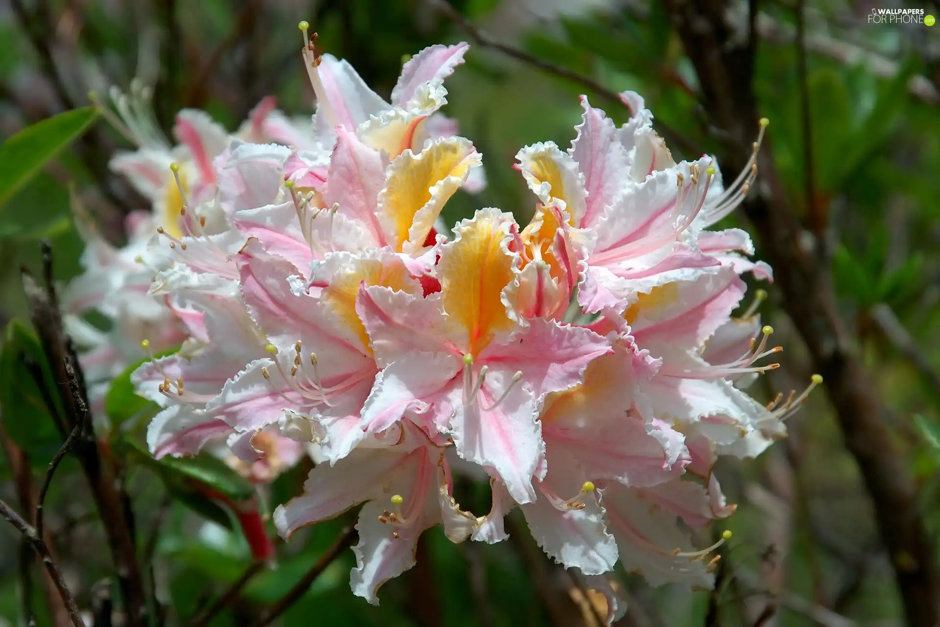 rhododendron, Rhododendron, Occidentale, western