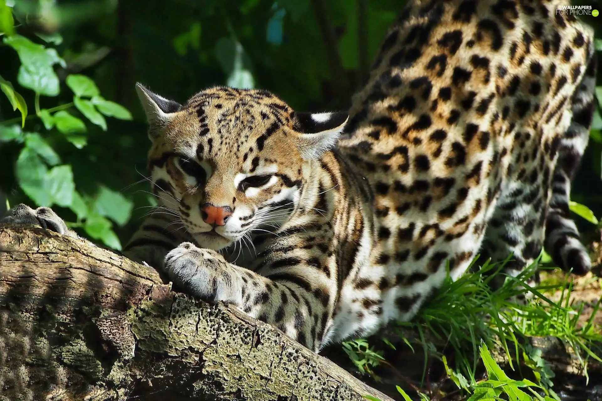 Resting, ocelot