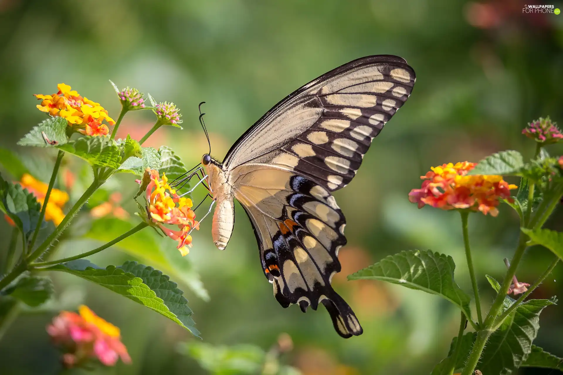 Flowers, butterfly, Oct Queen