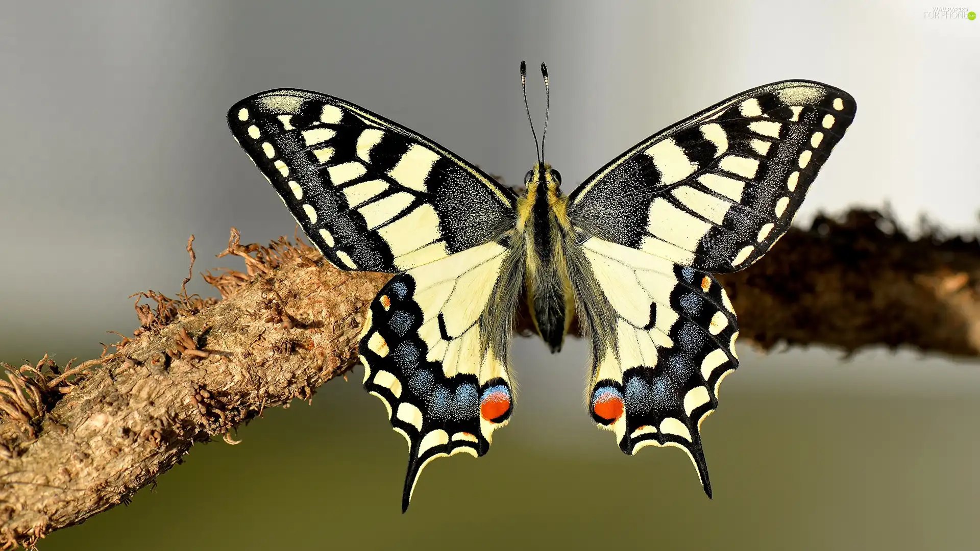 Insect, Oct Queen, branch, butterfly