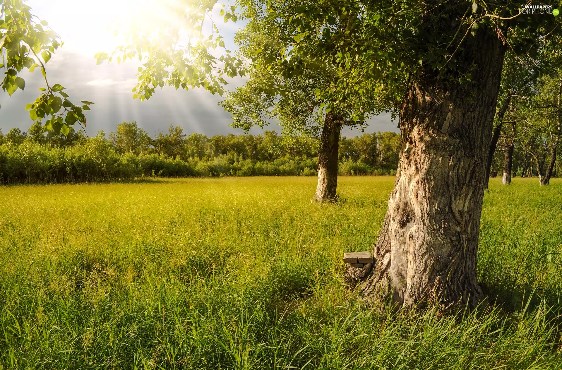 car in the meadow, grass, summer, Meadow, rays of the Sun, viewes, trees, Bench