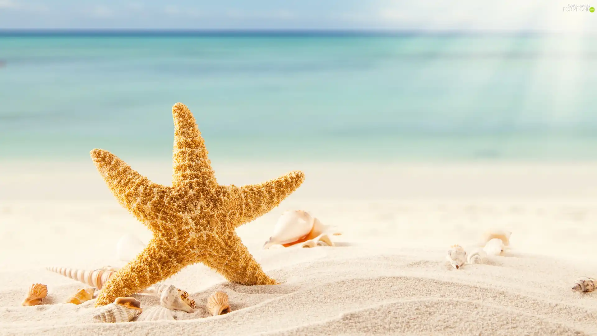 starfish, Sand, rays of the Sun, Shells